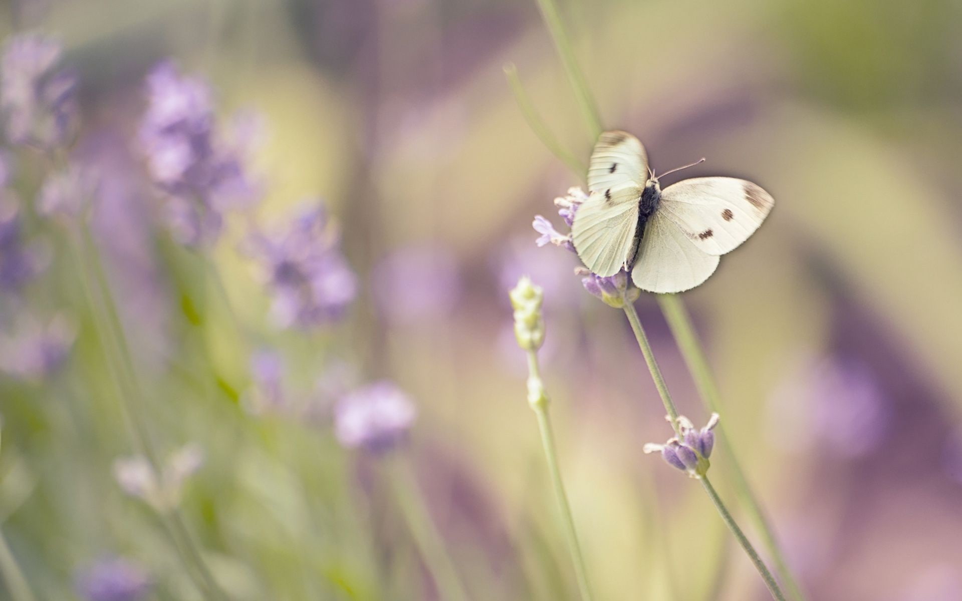 flowers, animals, nature, butterfly, 1080P, macro, insect, HD Wallpaper