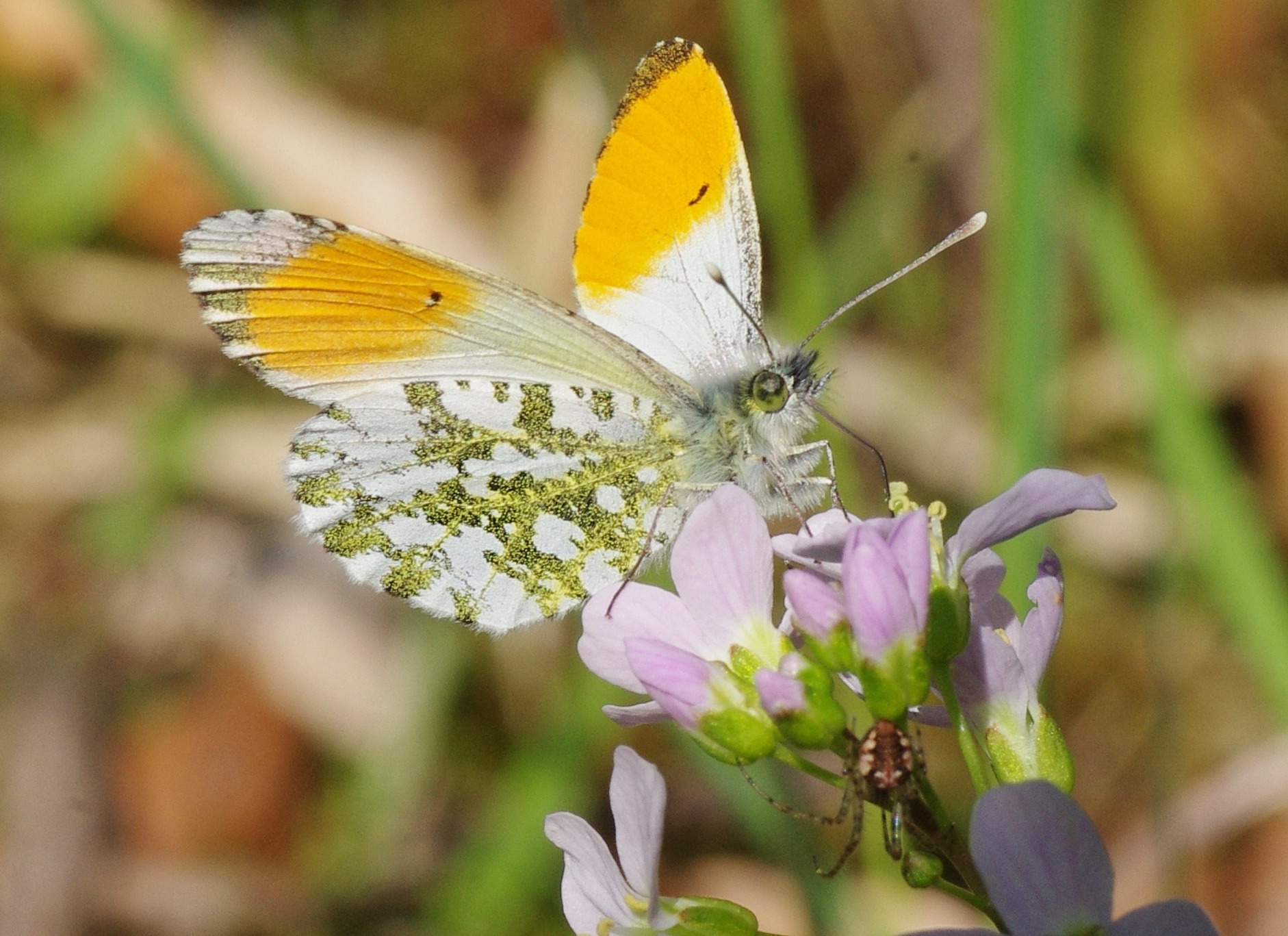 spring, bloom, flowering plant, yellow, invertebrate, 720P, white, butterfly, close, pollen, fragility, animals in the wild, animal, nature, no people, HD Wallpaper