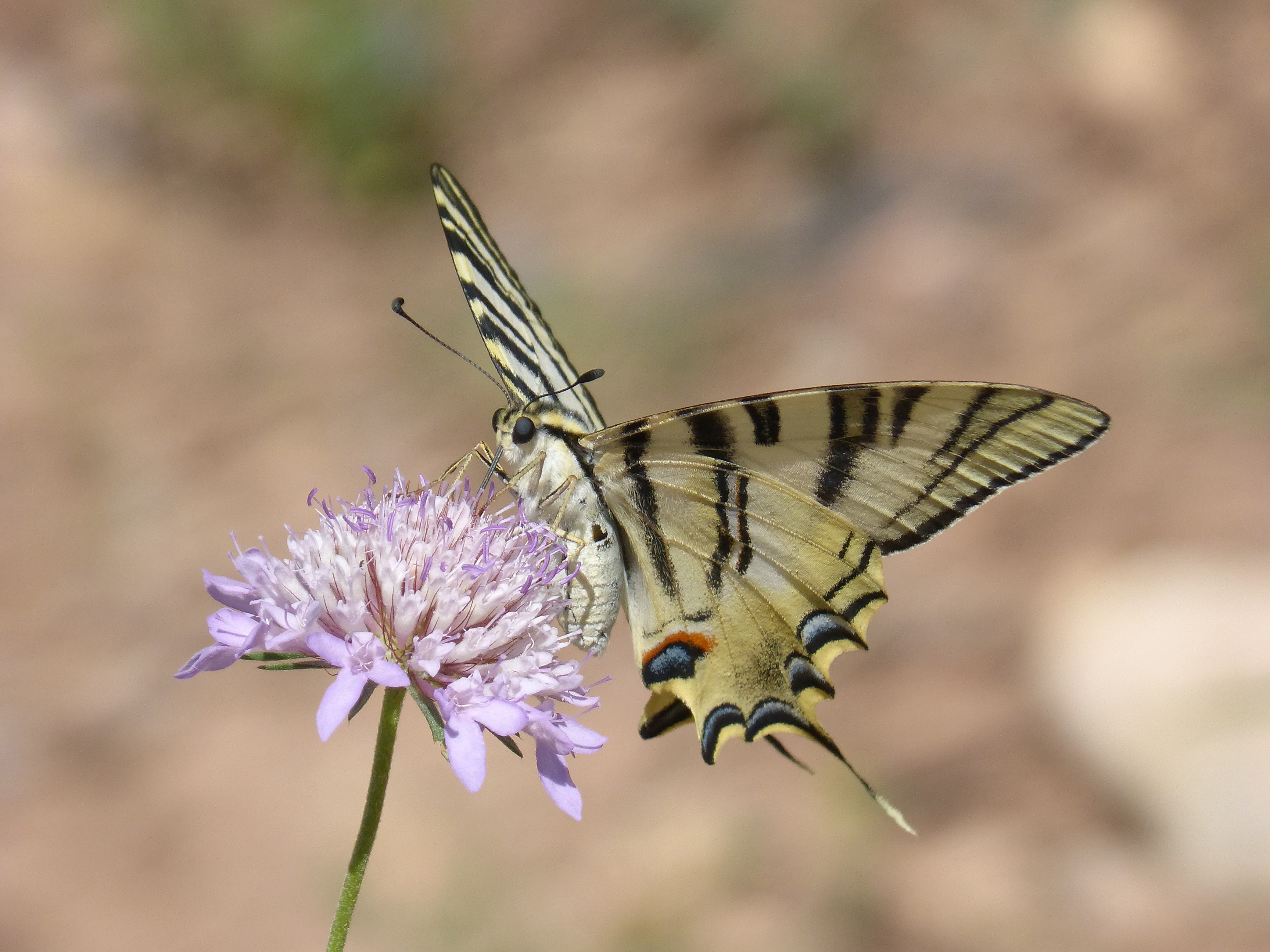 beauty, 2K, animal themes, animal Wing, pollination, invertebrate, wildlife, vulnerability, focus on foreground, macro, flower, animals in the wild, butterfly - Insect, HD Wallpaper