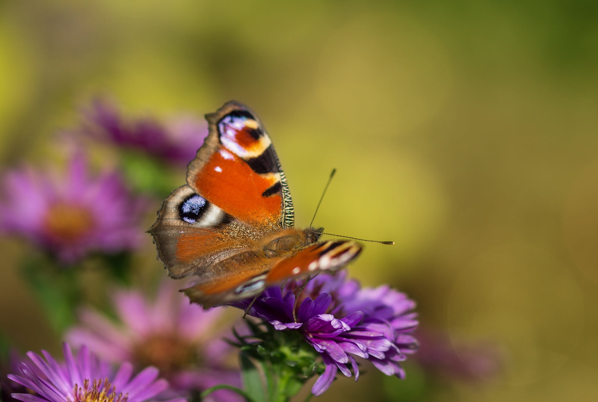 purple, fragility, petal, beauty in nature, animal wildlife, invertebrate, garden, herbstastern, flower, animal wing, summer, perched, spread, peacock, HD Wallpaper