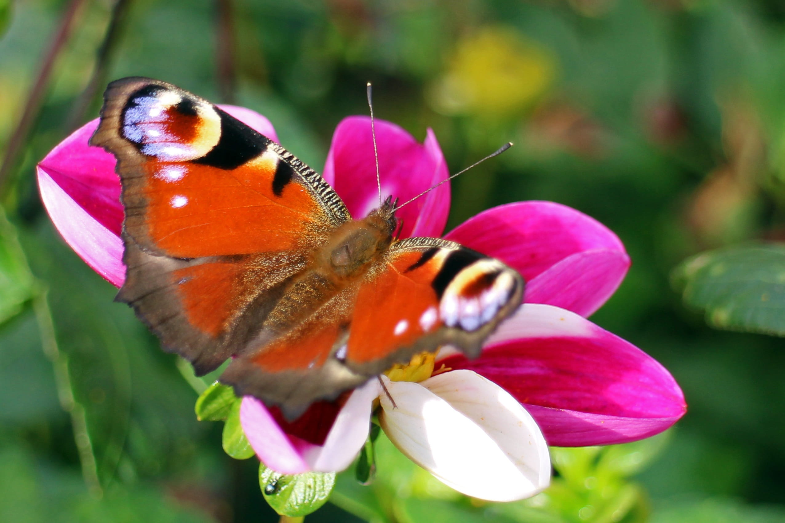 one animal, pollination, no people, close, green Color, 1080P, wildlife, purple, peacock, petal, freshness, butterfly, flower, multi Colored, butterflies, HD Wallpaper