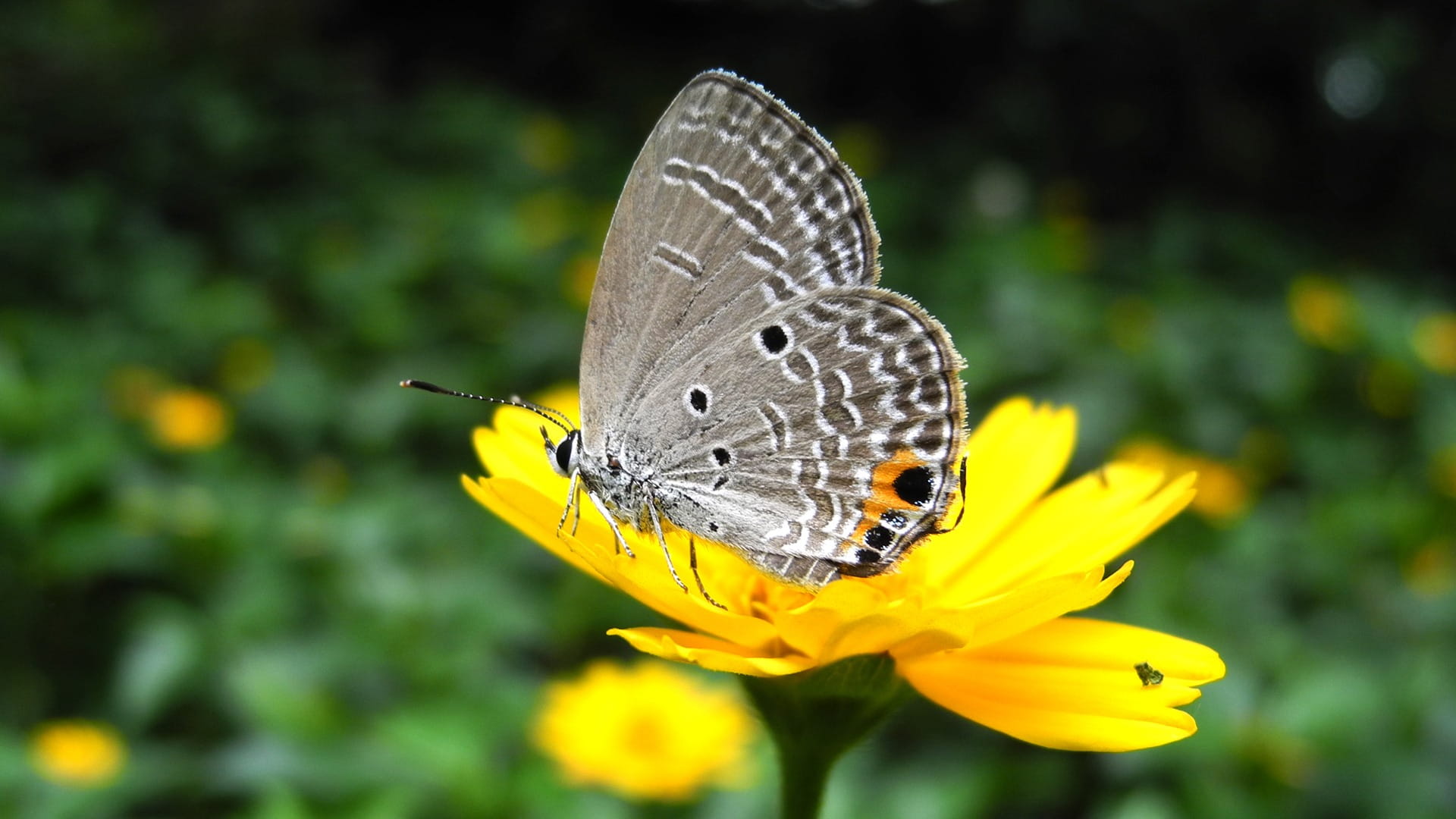 animals in the wild, invertebrate, flower head, multi Colored, butterfly, vulnerability, green Color, butterfly - Insect, yellow, no people, HD Wallpaper