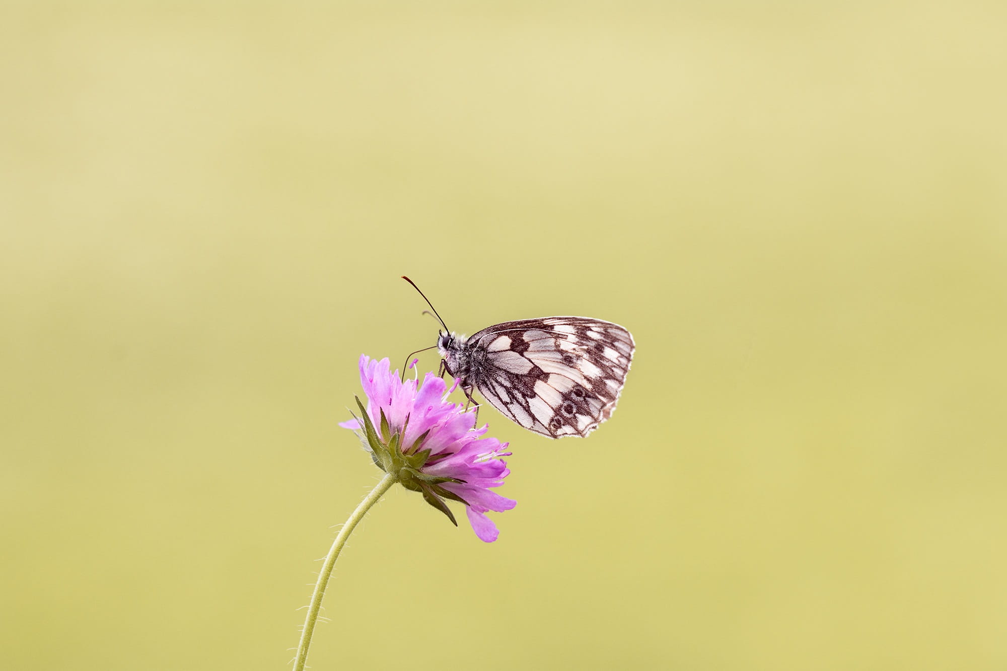 close, bloom, colored background, deaf-skabiose, plant, flight insect, fragility, butterfly, animal wing, edelfalter, wild life, landed, no people, beauty in nature, HD Wallpaper