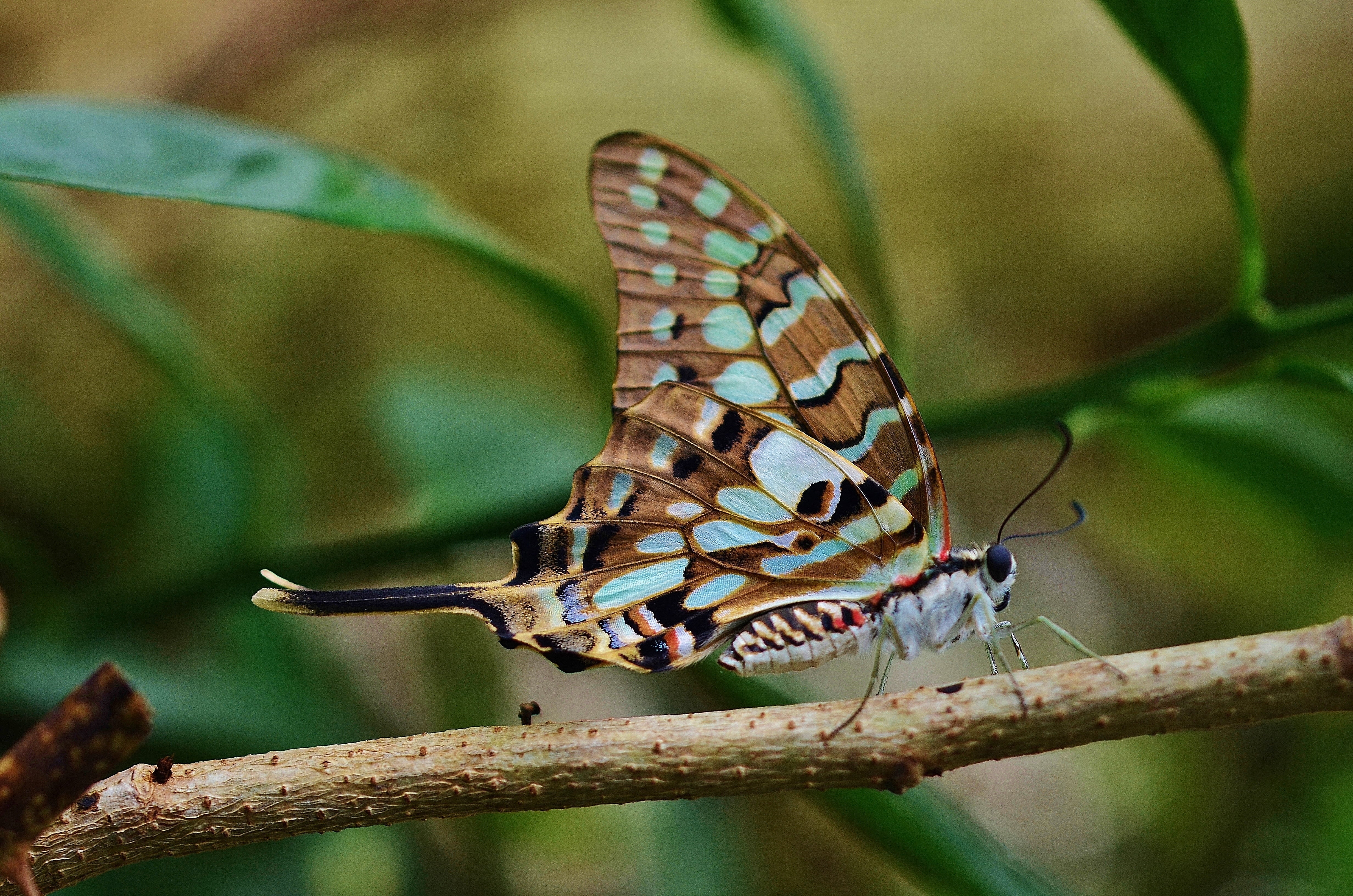 plant part, green, close, butterfly, cocoon, perching, butterfly - Insect, wing, animal Wing, summer, animal body part, winged, side view, close-up, insect, HD Wallpaper