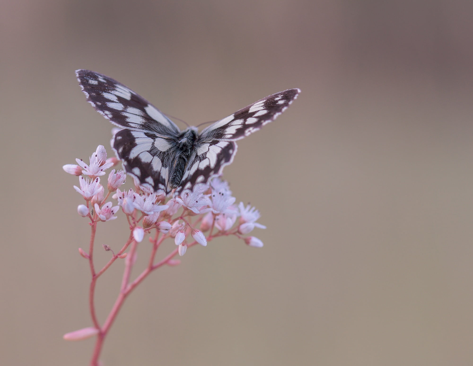 morning, plant, fragility, animals in the wild, blossom, one animal, invertebrate, paperkite, no people, animal wildlife, nature, wing, animals, insect, HD Wallpaper