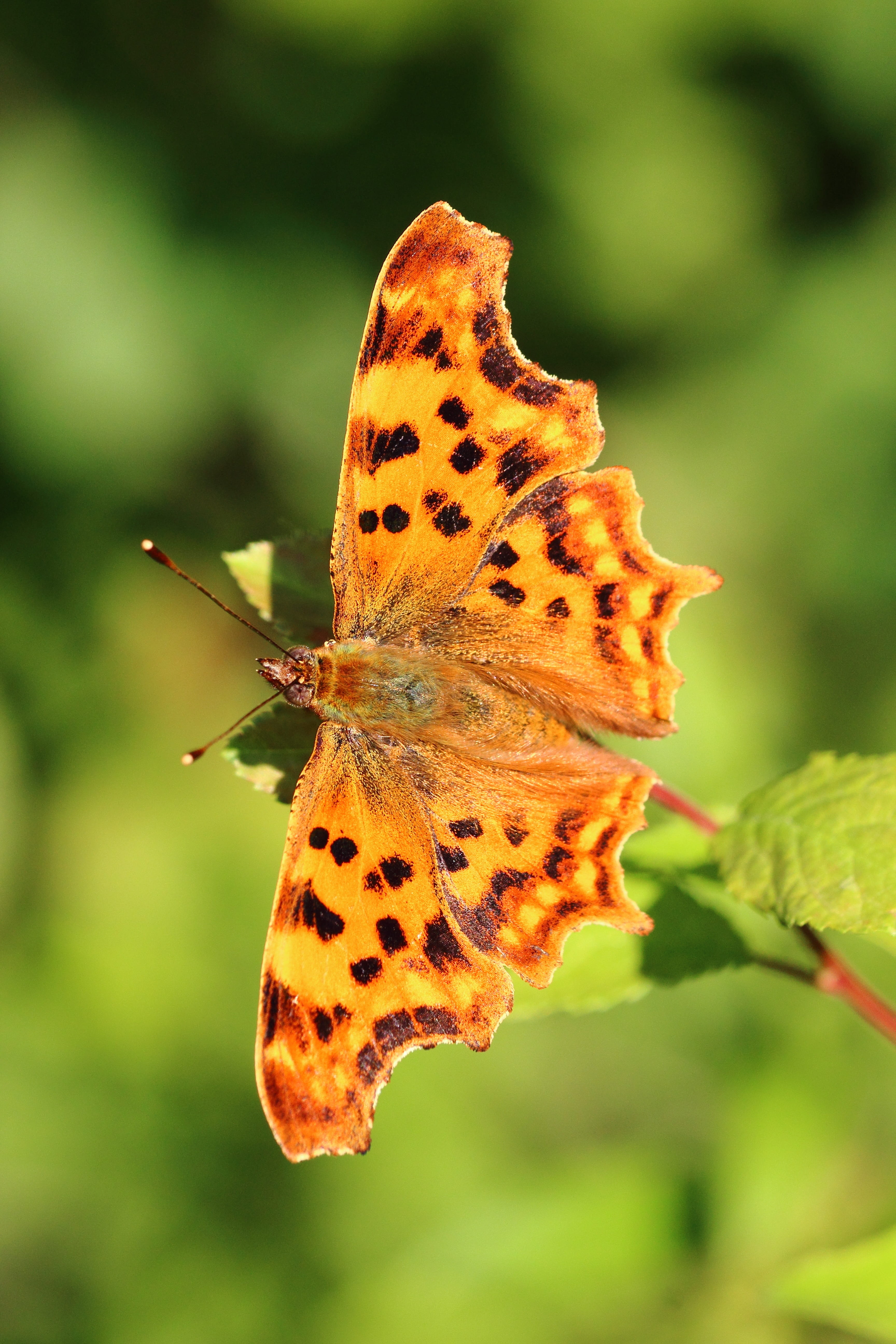 fragility, Falter, Close, close-up, animal themes, 5K, animal wildlife, butterfly - insect, pollination, invertebrate, flower, no people, summer, nature, Phone HD Wallpaper