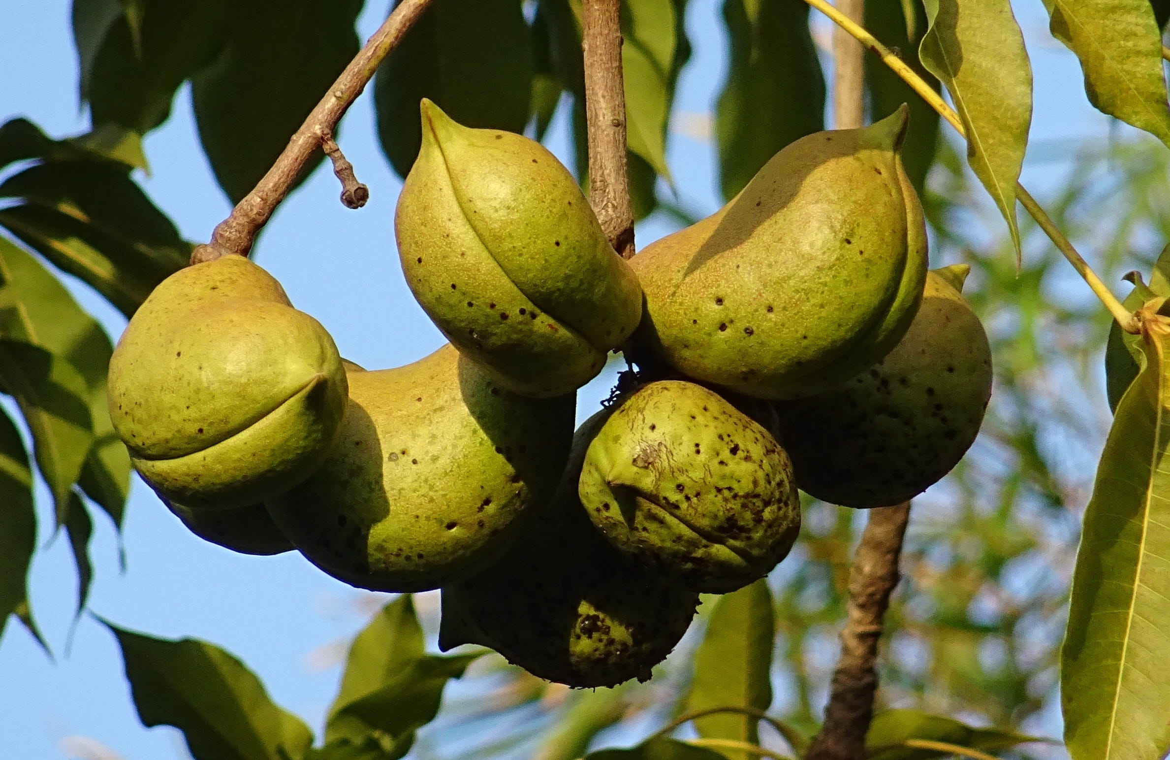 wellbeing, karnataka, java olive tree, beauty in nature, tropical, sterculia foetida, malvaceae, 1080P, focus on foreground, food, close-up, ripe, hanging, HD Wallpaper