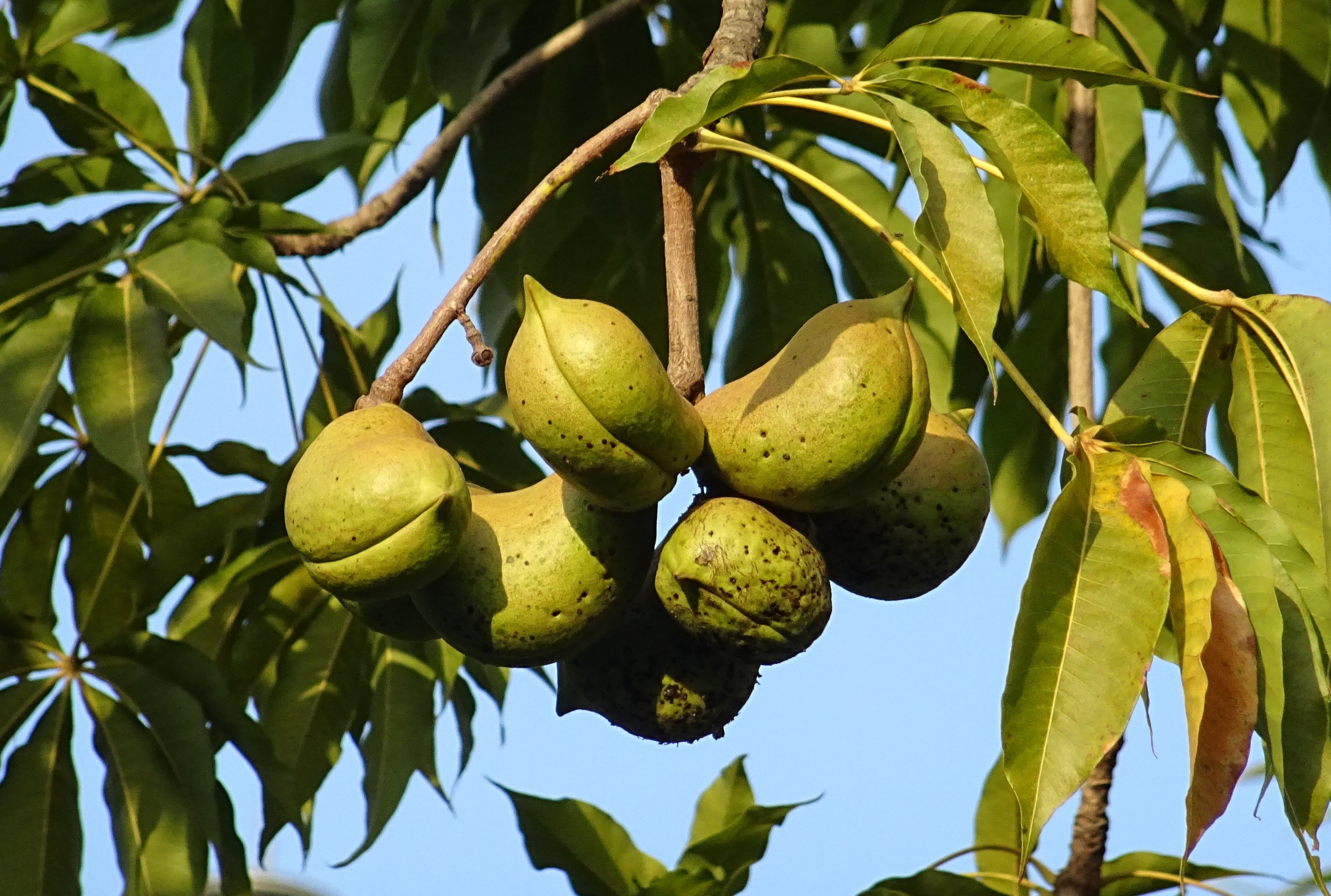 tropical, growth, outdoors, ripe, plant, wellbeing, leaf, fruit tree, day, bastard poon tree, healthy eating, fruit, no people, karnataka, hazel sterculia, HD Wallpaper