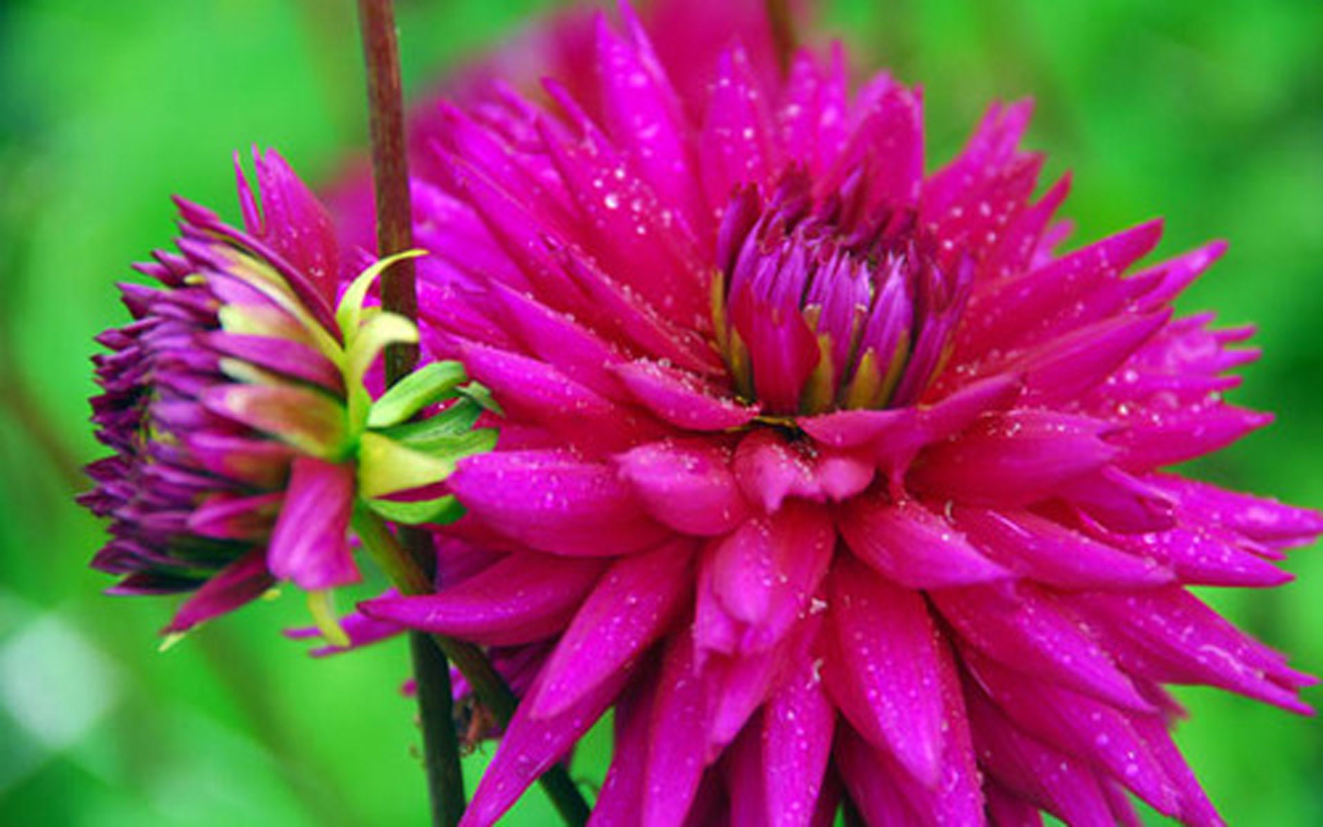 backgrounds, 1080P, flower, desktop, dahlia, ambition, HD Wallpaper