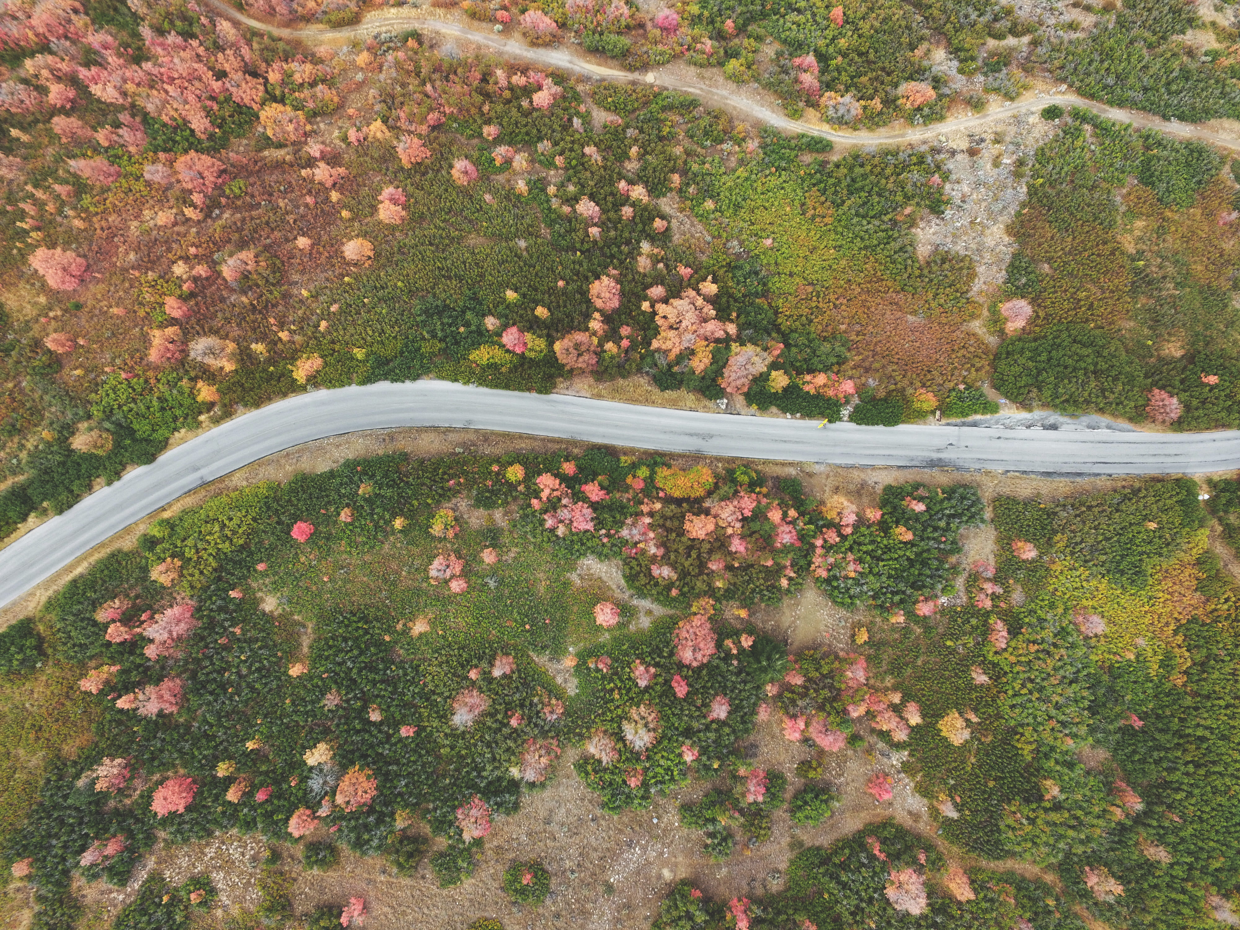transportation, trees, autumn, drone view, route, outdoors, tree, photo, plant, photography, road, flower, green Color, plant part, day, land, empty, 4K, HD Wallpaper