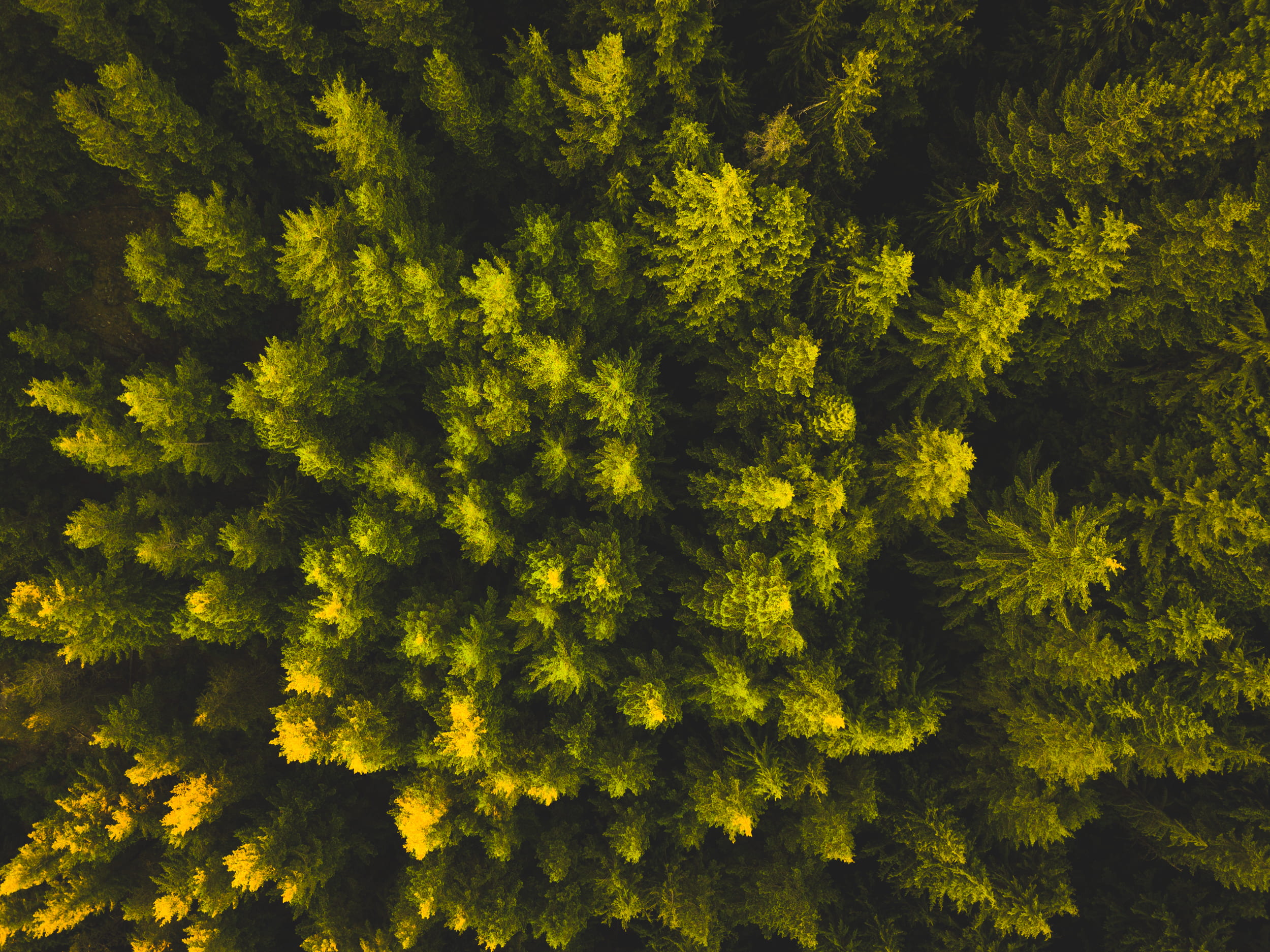outdoors, green, day, growth, above, backgrounds, plant part, yellow, tree, scenics - nature, aerial, land, topview, 1080P, full frame, sunset, leaf, coniferous tree, HD Wallpaper