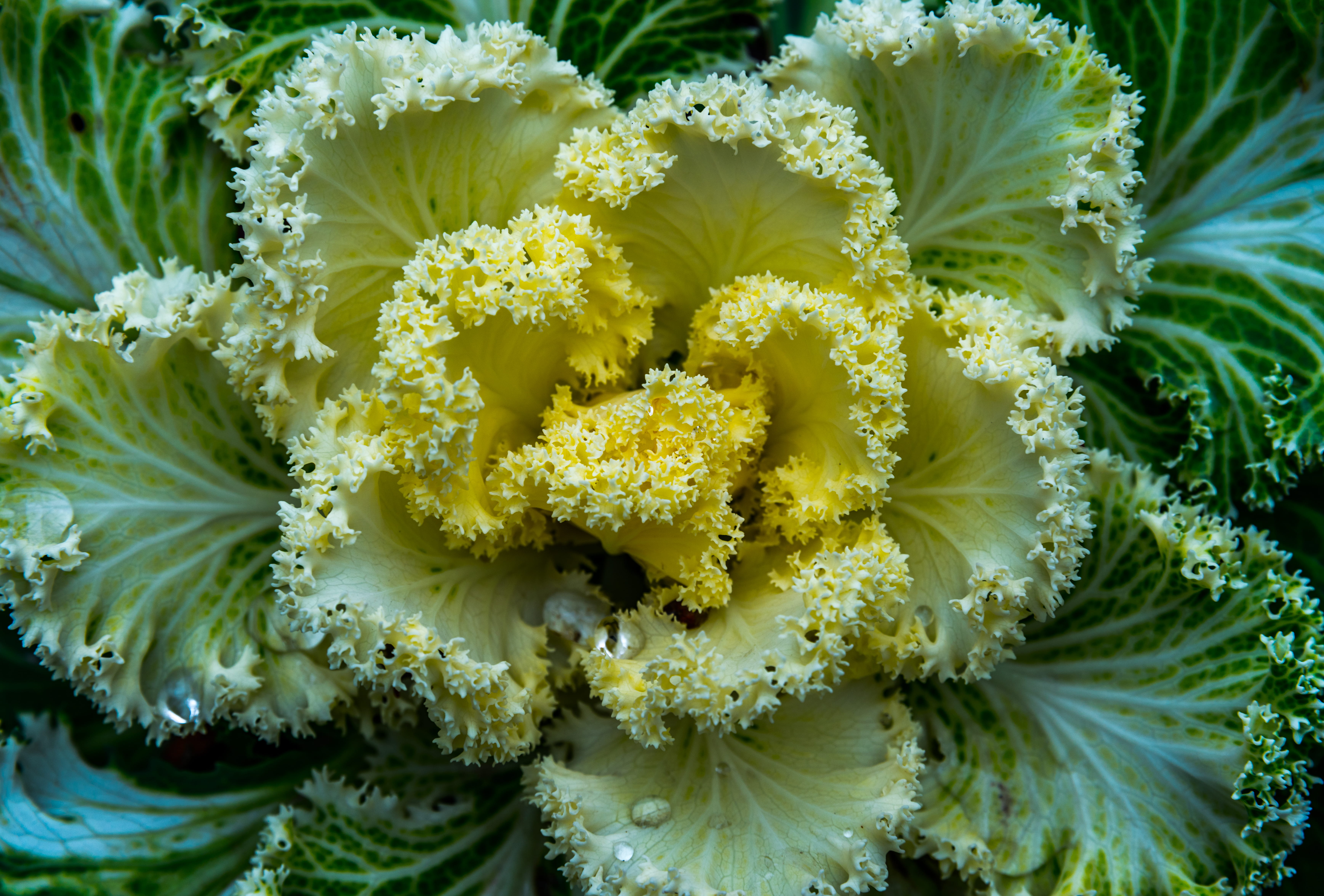 vegetable, beauty in nature, nature, topview, garden, outdoors, inflorescence, fragility, beautiful, full frame, growth, freshness, day, petal, flower head, HD Wallpaper