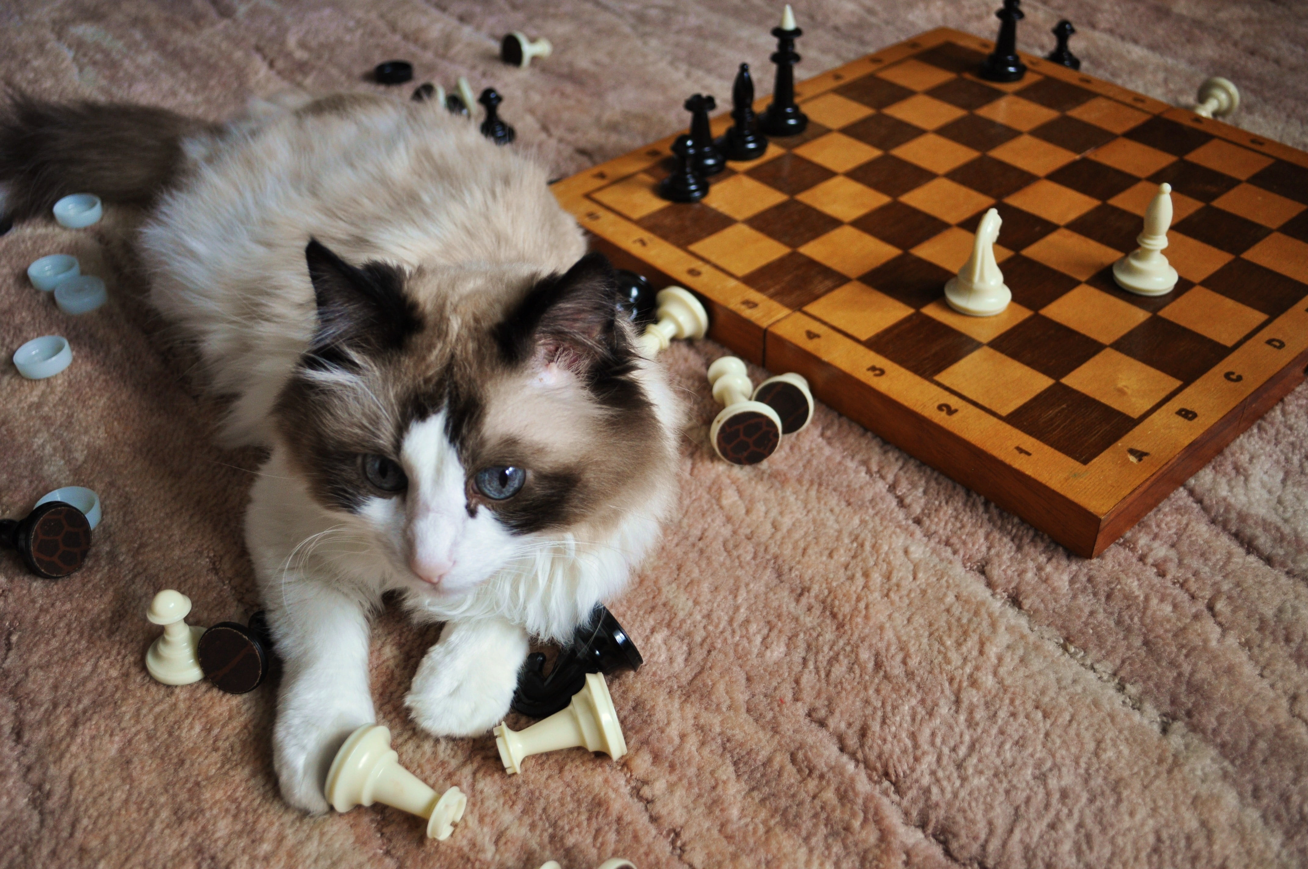 animal themes, feline, mammal, 4K, domestic Animals, relaxation, kitten, brown, flooring, arts culture and entertainment, board game, wood - Material, HD Wallpaper