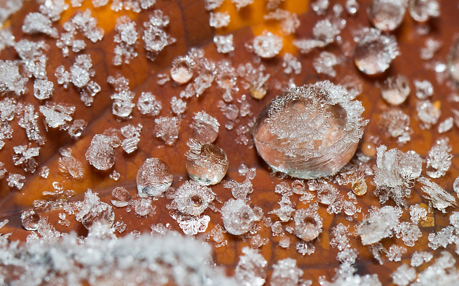 ice, backgrounds, orange color, freshness, drop, still life, wet, food and drink, white, snowflake, pattern, frost, lot, full frame, sugar, indoors, food, HD Wallpaper