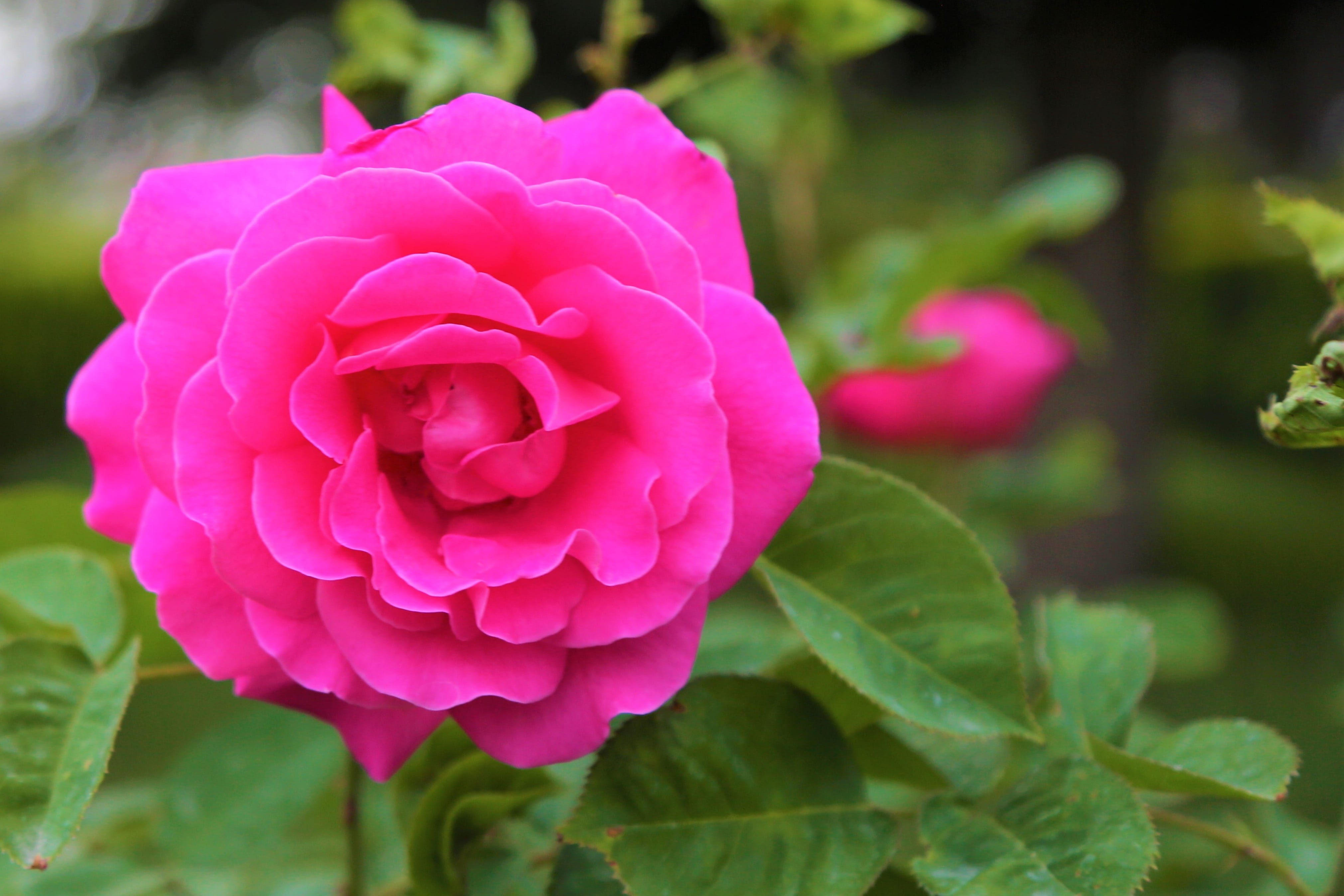 spring, rose - flower, springtime, fragility, plant, blooming, love, focus on foreground, 4K, petal, rose, plant part, no people, romance, pink, flowering plant, HD Wallpaper