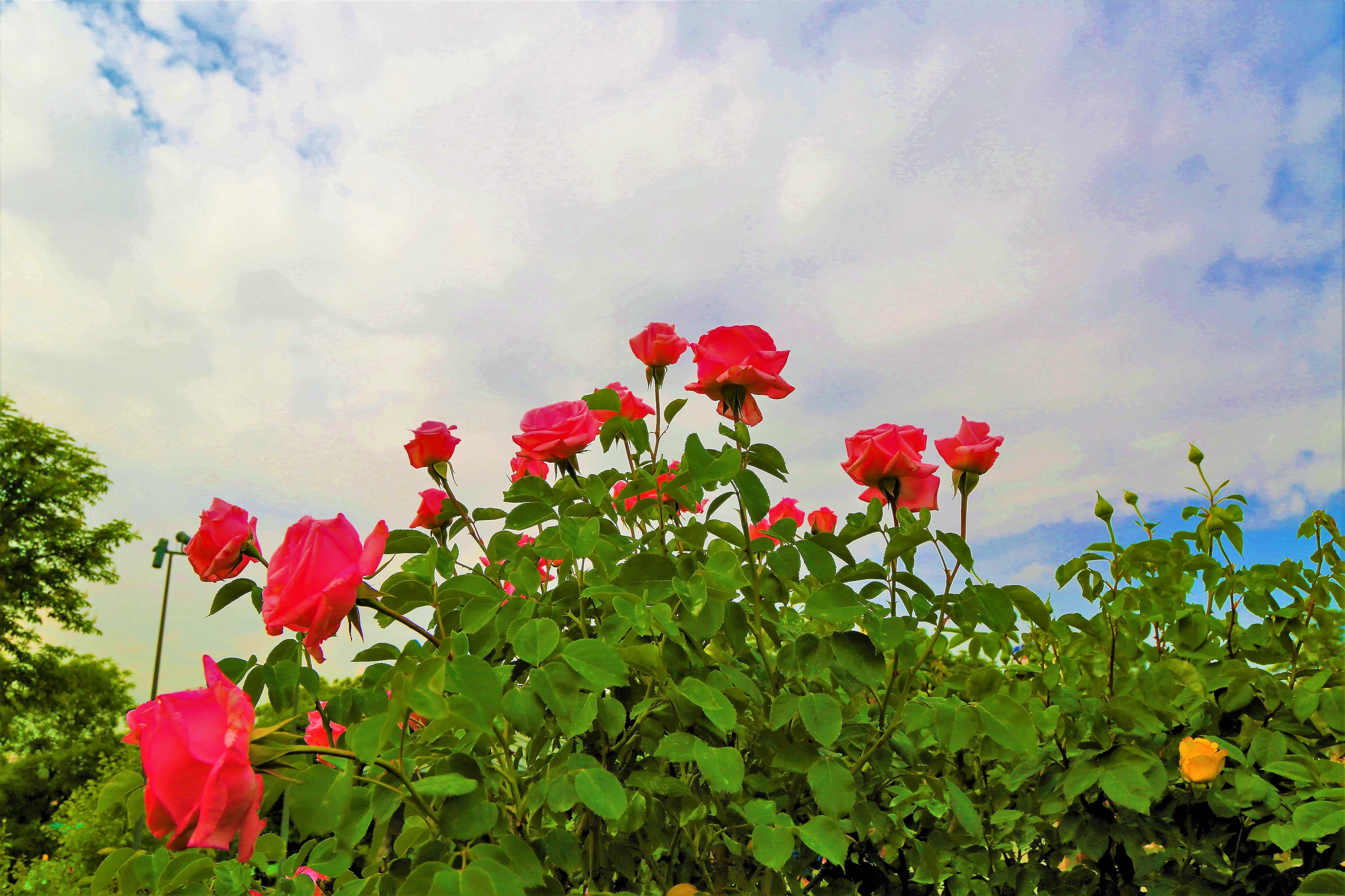 rose-tree, plant, inflorescence, petal, flower head, red, roses, garden, vulnerability, outdoors, rosewood, close-up, rose, sky, leaf, fragility, romance, HD Wallpaper