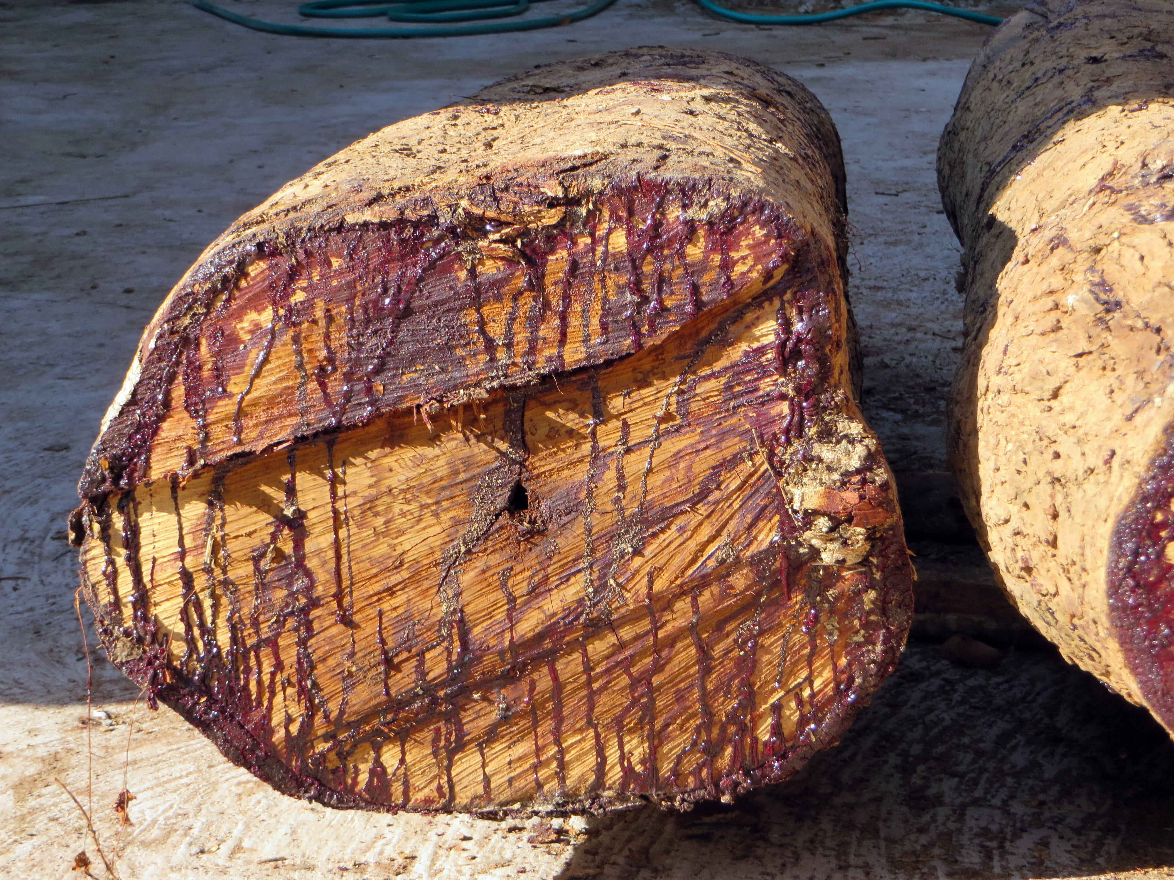 textured, no people, trunk, brown, drips, rosewood, still life, sap, focus on foreground, land, food, blood, outdoors, wood - material, wood, freshness, HD Wallpaper