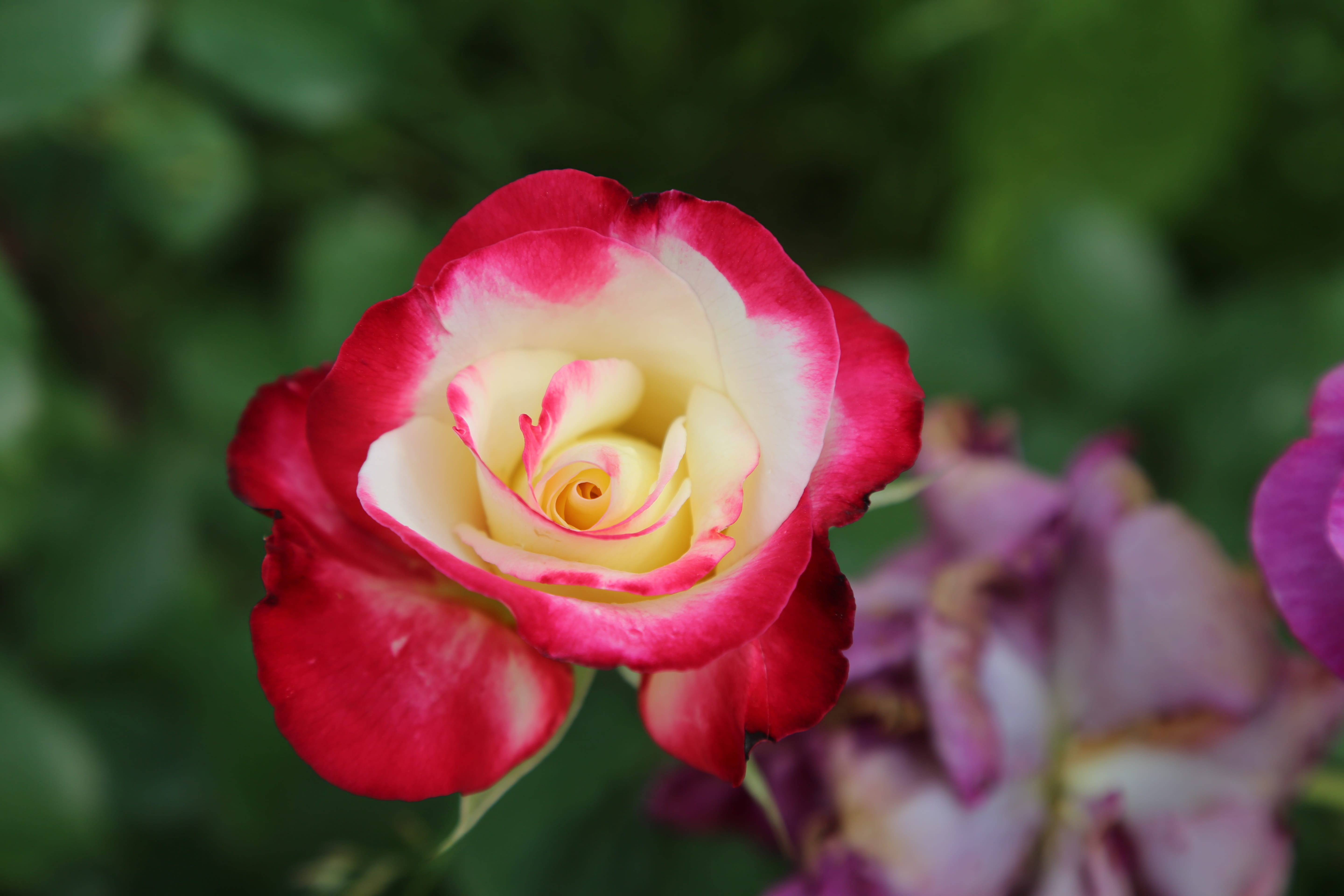 close-up, nature, fragility, garcia, pink color, plant, rose pictures, no people, rosewood, vulnerability, growth, roses, photo, beauty in nature, inflorescence, HD Wallpaper