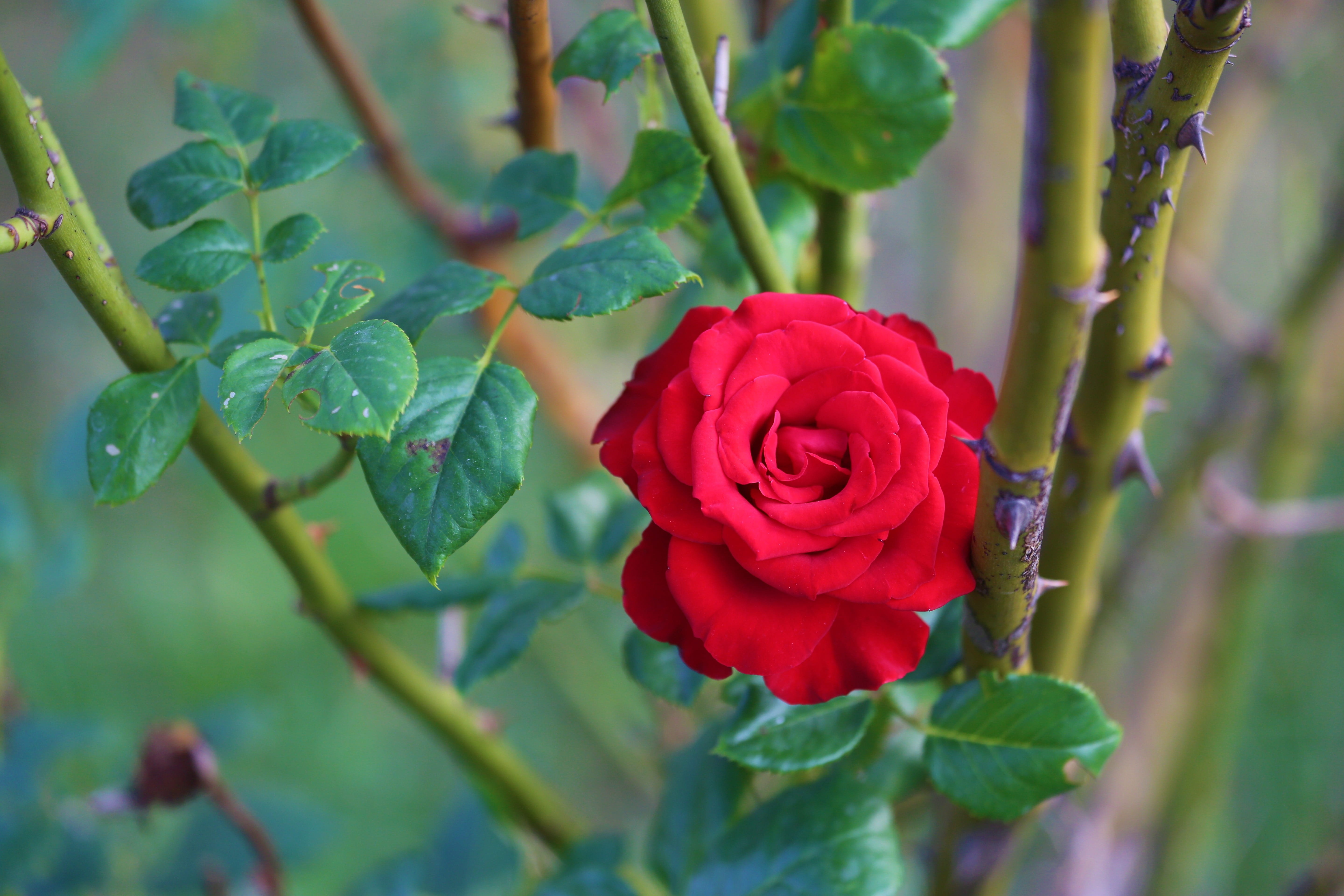 no people, inflorescence, rose - flower, rosewood, nature, petal, 5K, focus on foreground, leaf, green color, red, freshness, growth, close-up, rose, plant, HD Wallpaper