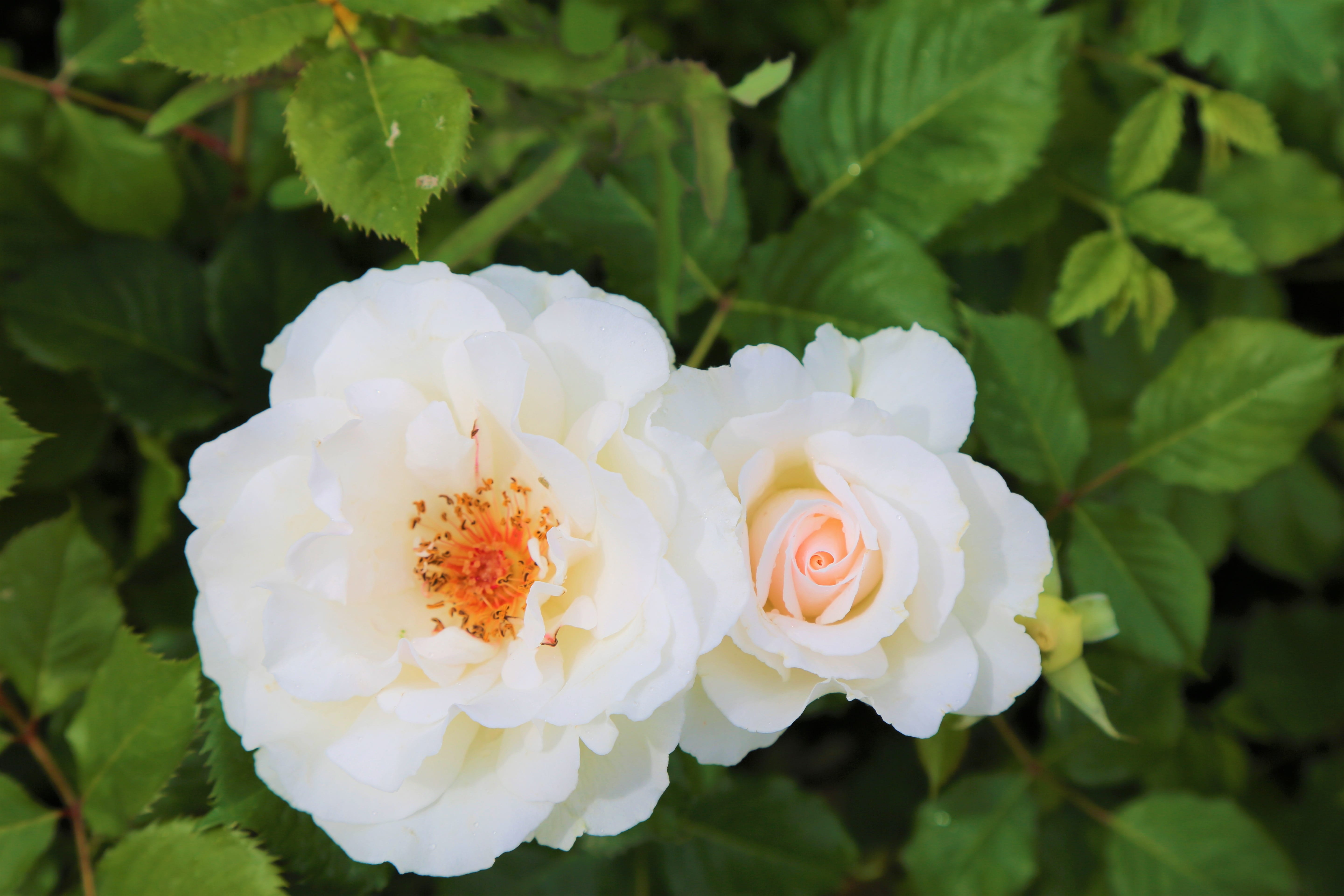 rose - flower, fragility, day, beauty, no people, white, romantic, rosewood, plant, 5K, beauty in nature, plant part, focus on foreground, rose, romance, HD Wallpaper