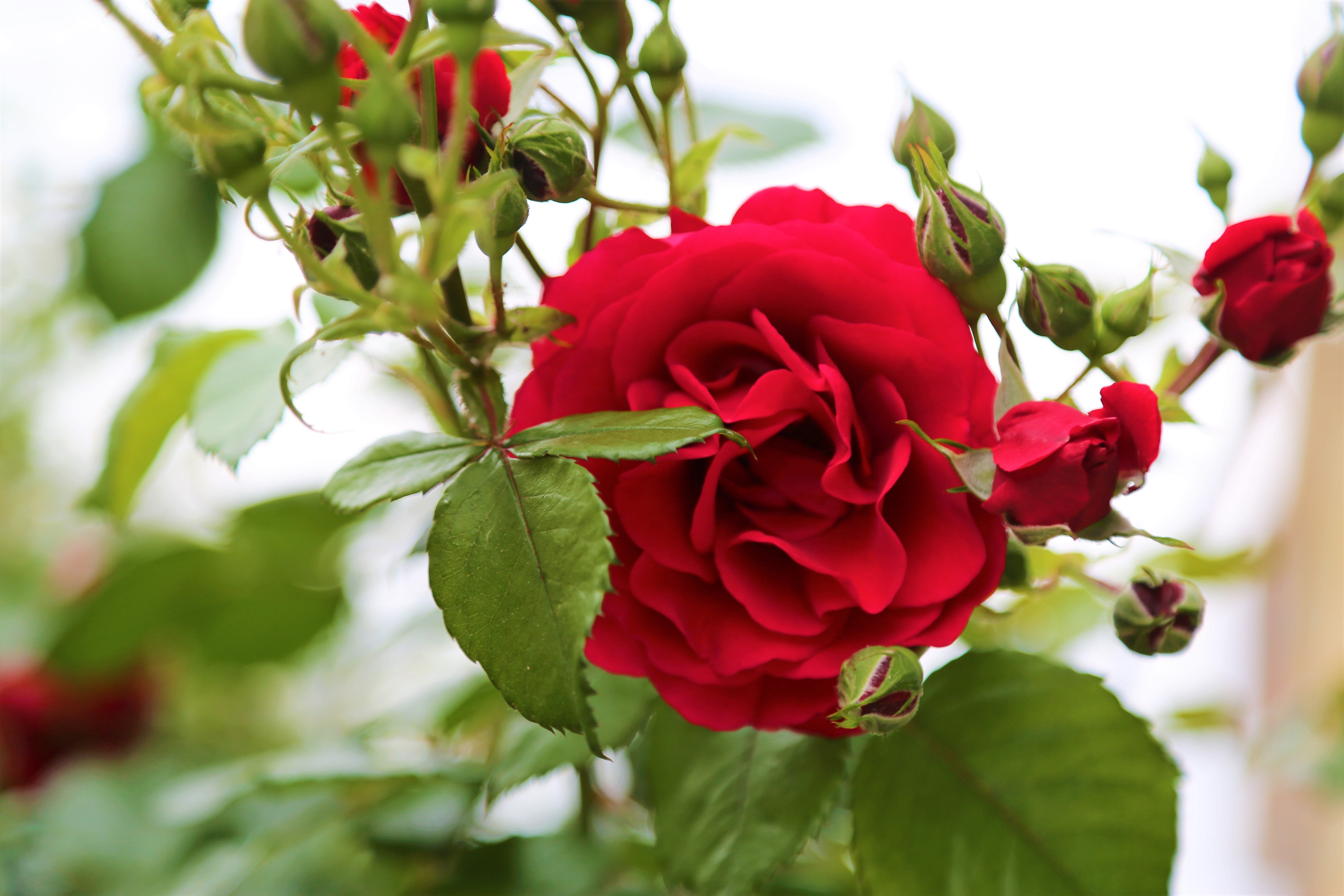 vulnerability, focus on foreground, 5K, flower, rose bush, flowering plant, fragility, spring, red, close-up, plant, flower arrangement, no people, rose - flower, HD Wallpaper