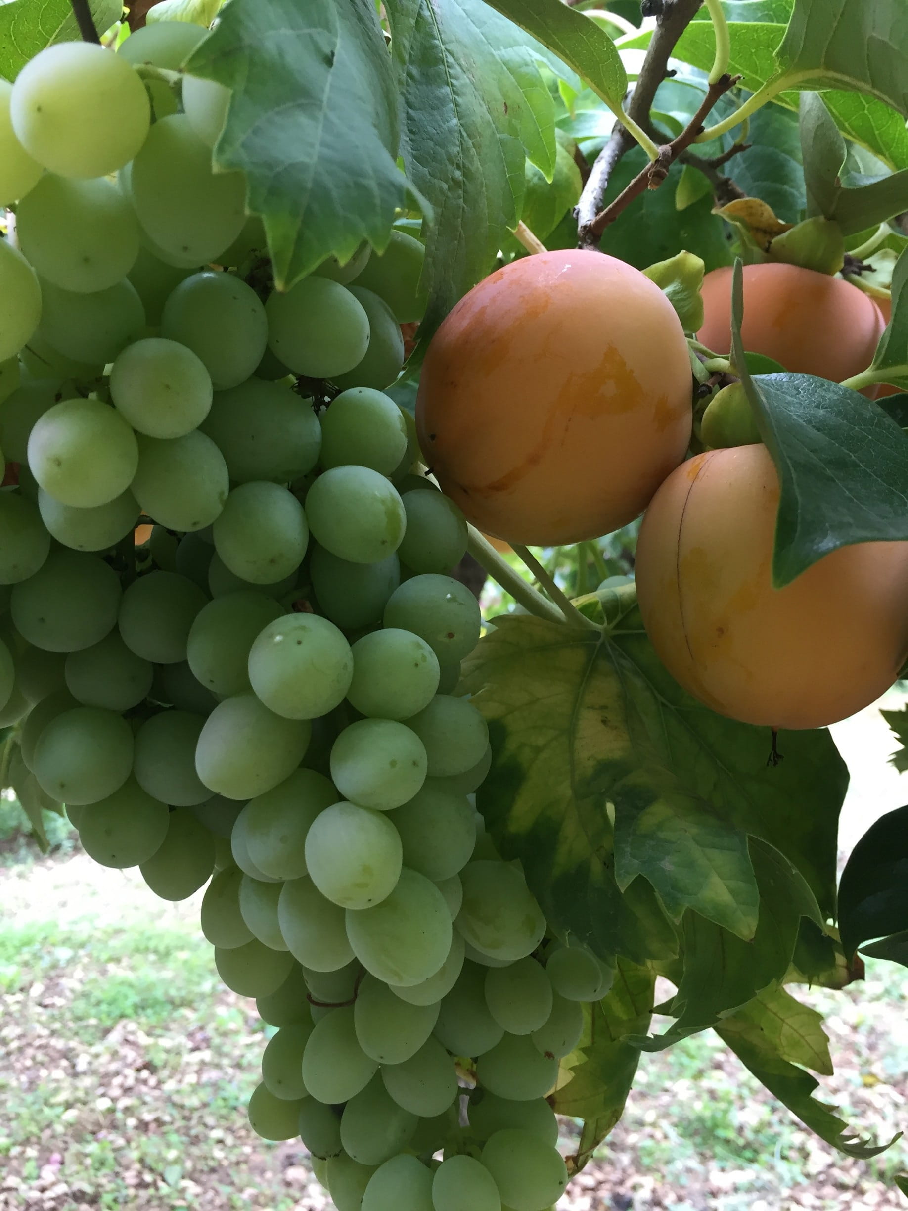 beauty in nature, leaf, Grapes, nature, food and drink, day, Rosewood, organic, Fruit, plant, unripe, healthy eating, persimon, green color, freshness, Phone HD Wallpaper