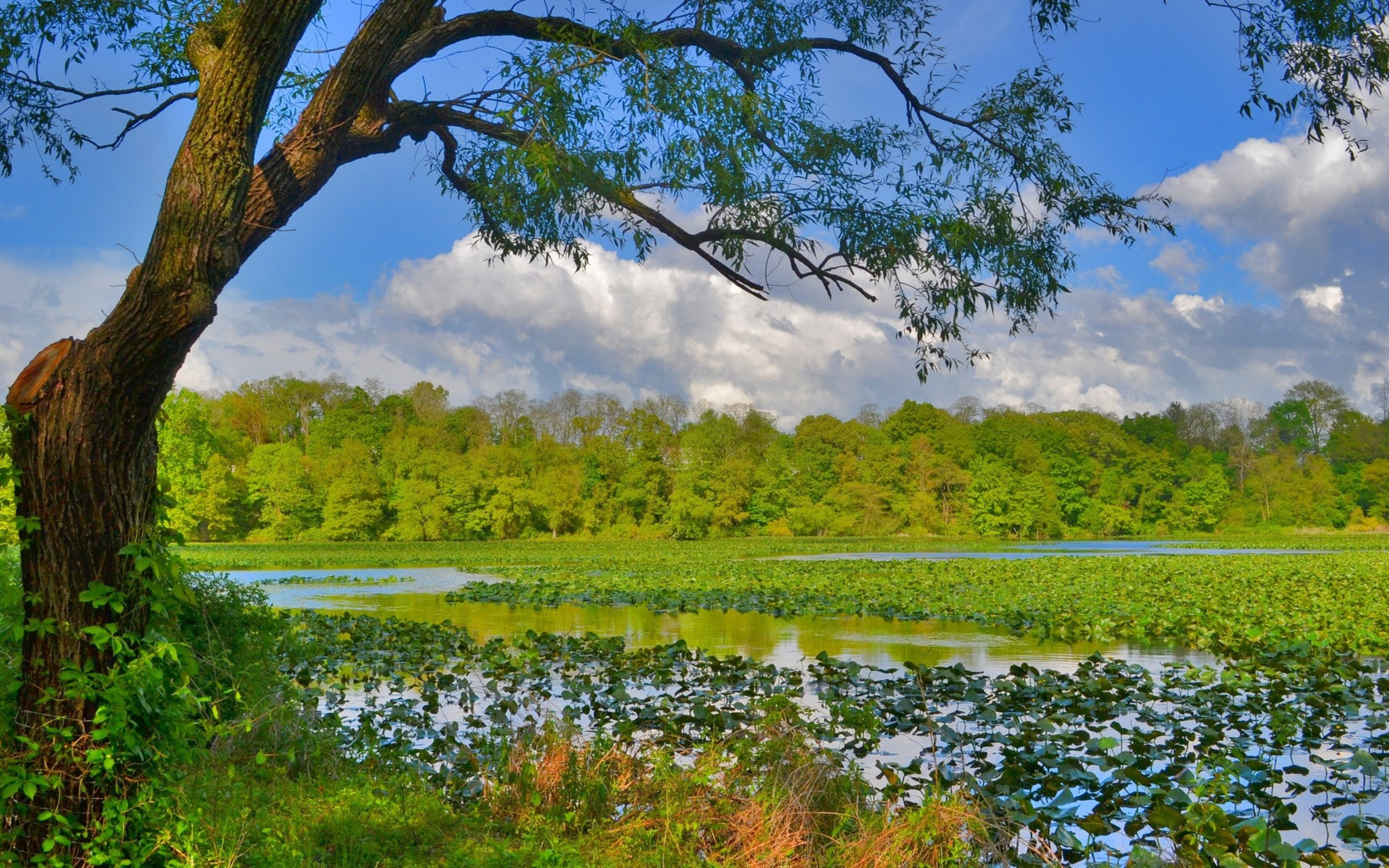swamp, hd, reflection, plant, no people, green color, 4K, tranquil scene, scenics - nature, nature, river, tree, growth, water, trunk, grass, HD Wallpaper