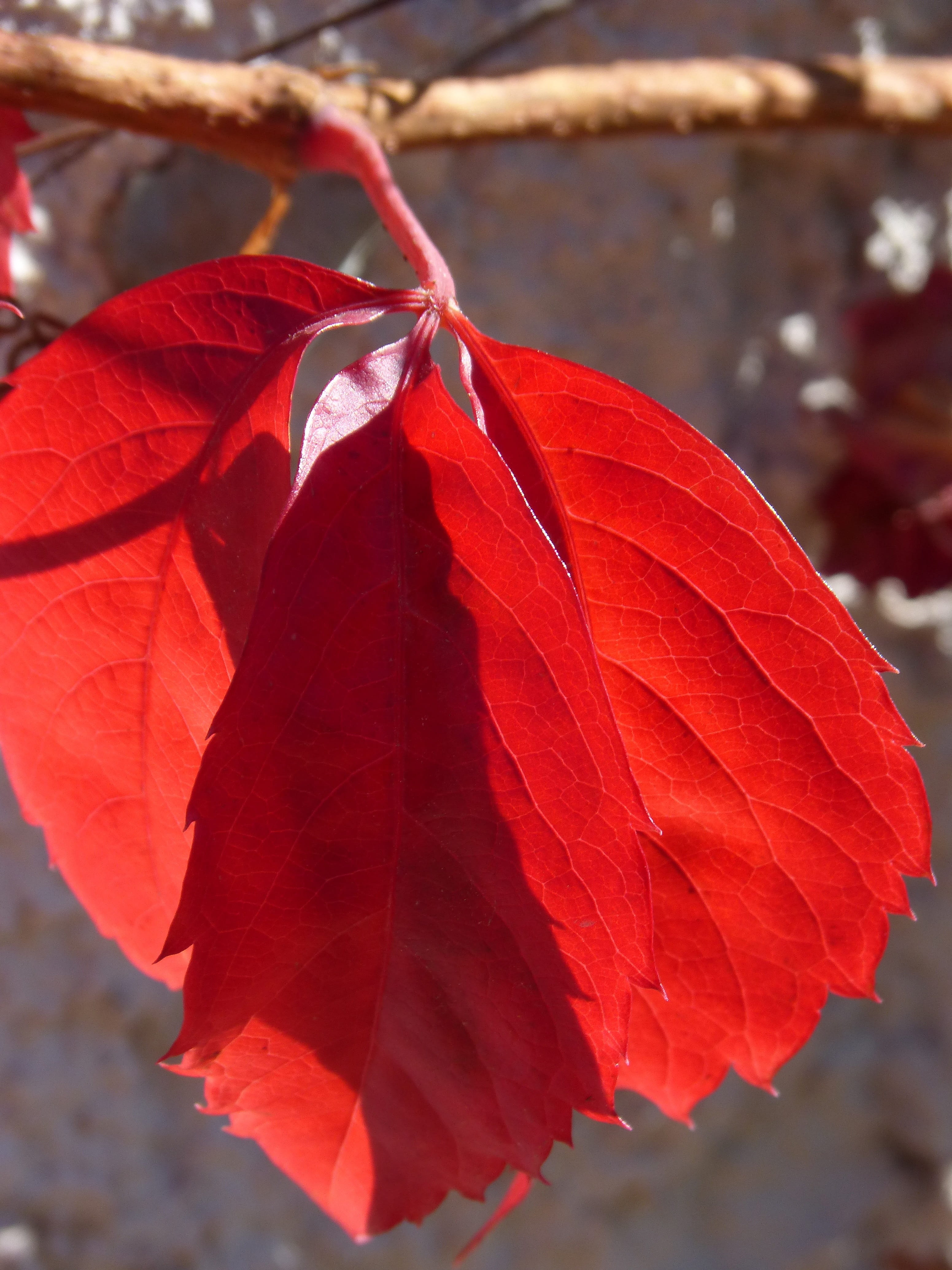 leaf, autumn, leaves, growth, focus on foreground, outdoors, freshness, fragility, red leaf, fall leaves, plant part, close-up, change, nature, natural condition, Phone HD Wallpaper