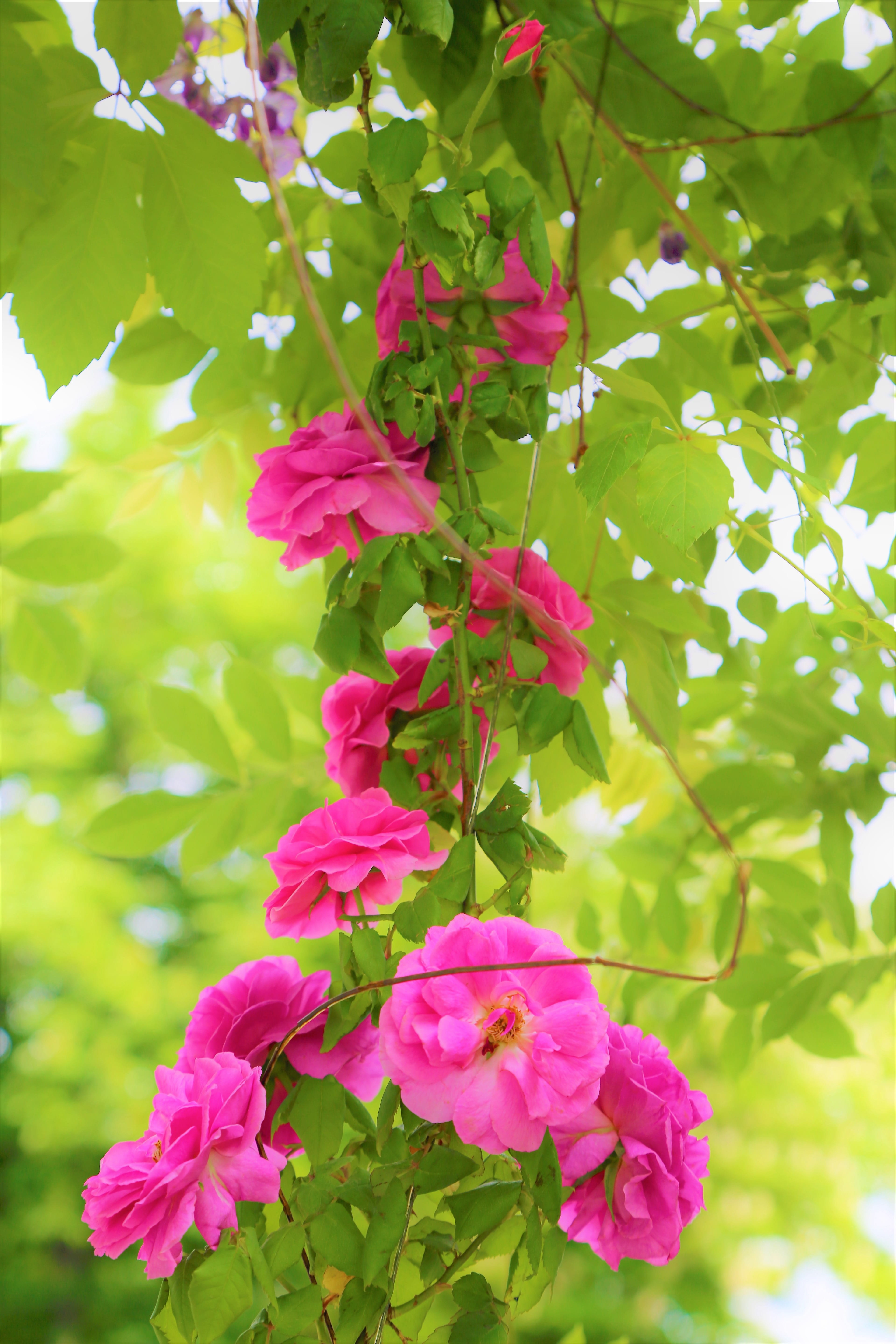 flowering plant, petal, love, roses, inflorescence, pink color, outdoors, 5K, flower, plant part, leaf, close-up, no people, rosewood, fragility, day, Phone HD Wallpaper