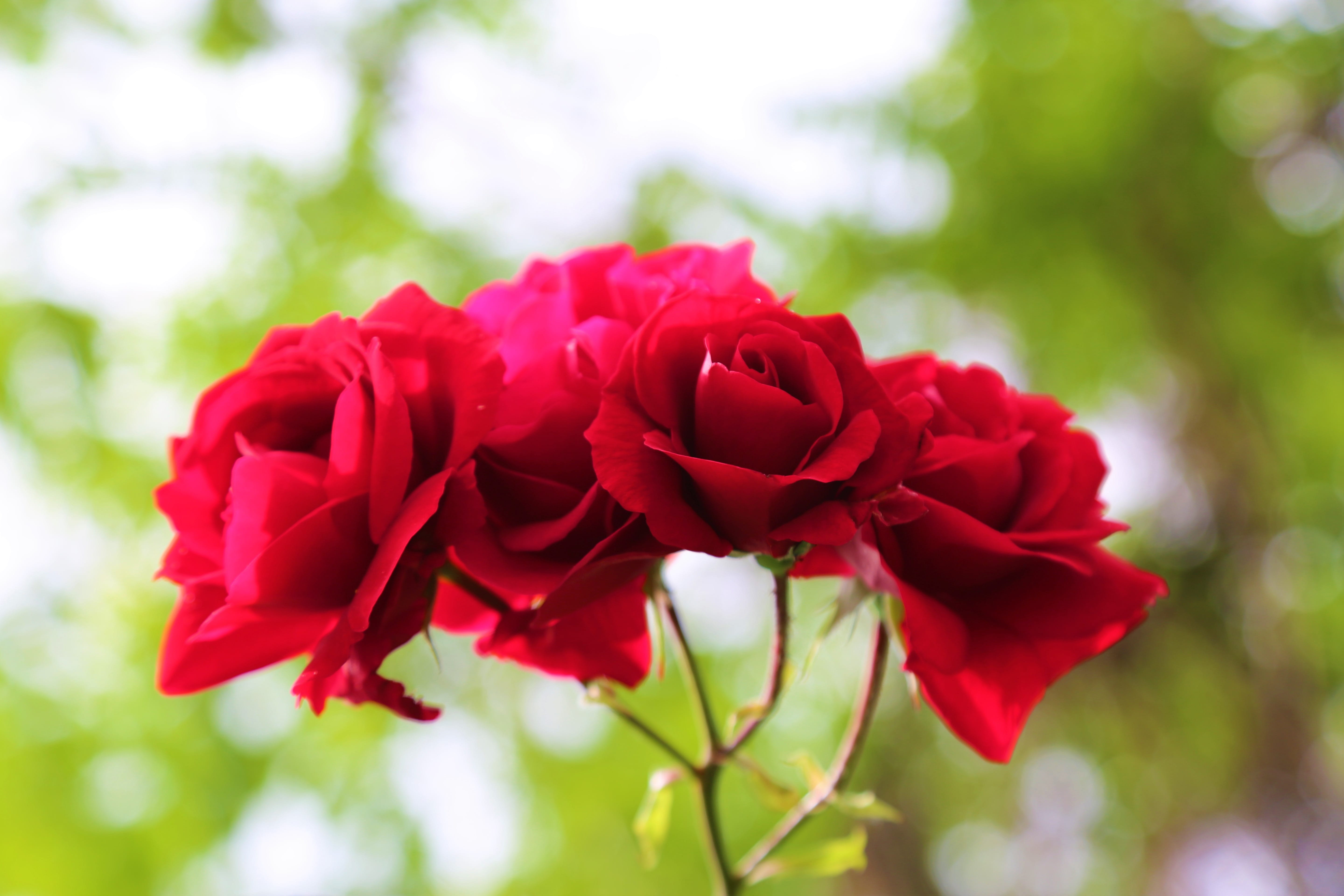 flower head, inflorescence, roses, beauty in nature, no people, focus on foreground, flower arrangement, flowering plant, 5K, fragility, nature, freshness, HD Wallpaper
