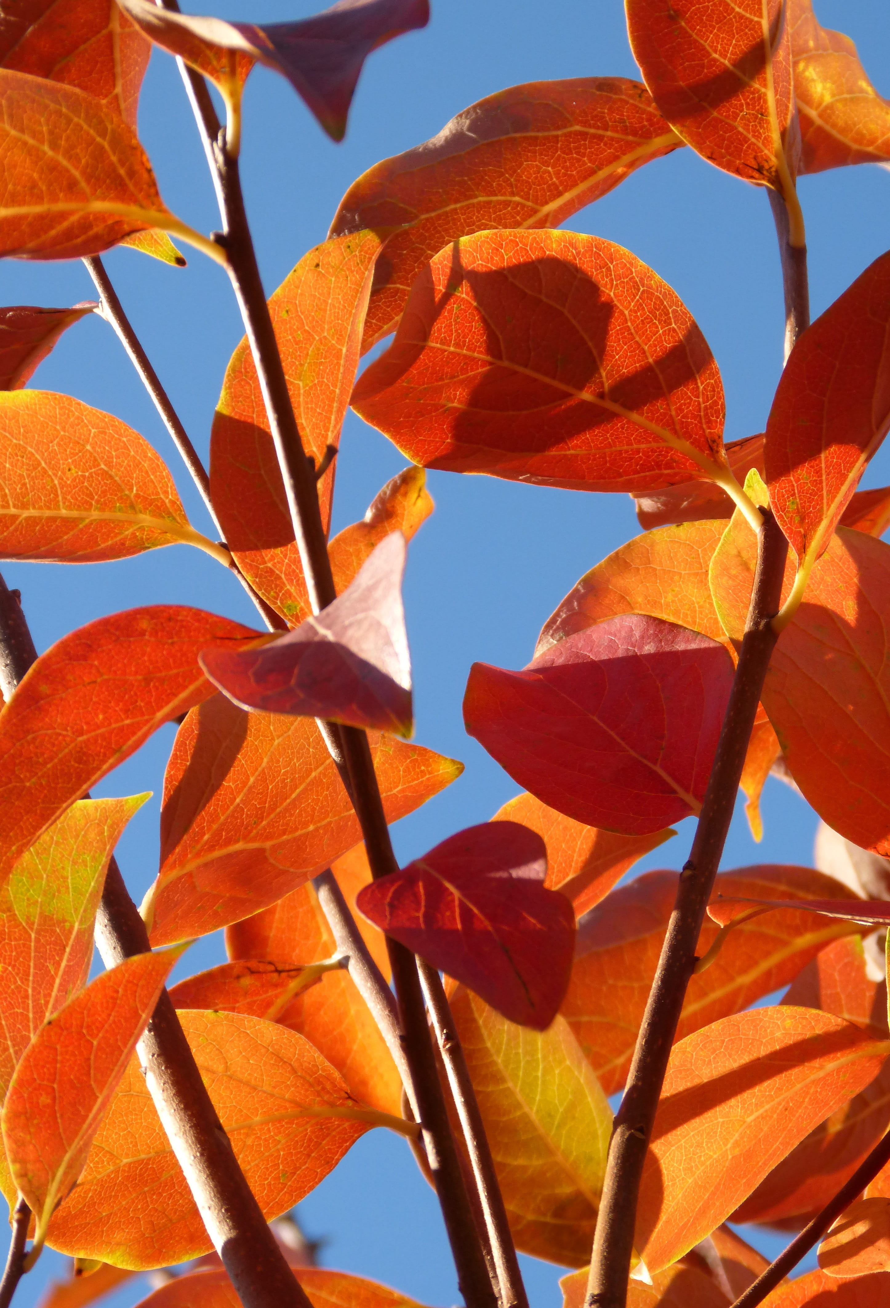 leaves, rosewood, close-up, Autumn, no people, day, low angle view, growth, sky, freshness, sunlight, beauty in nature, fragility, 4K, outdoors, flowering plant, Phone HD Wallpaper