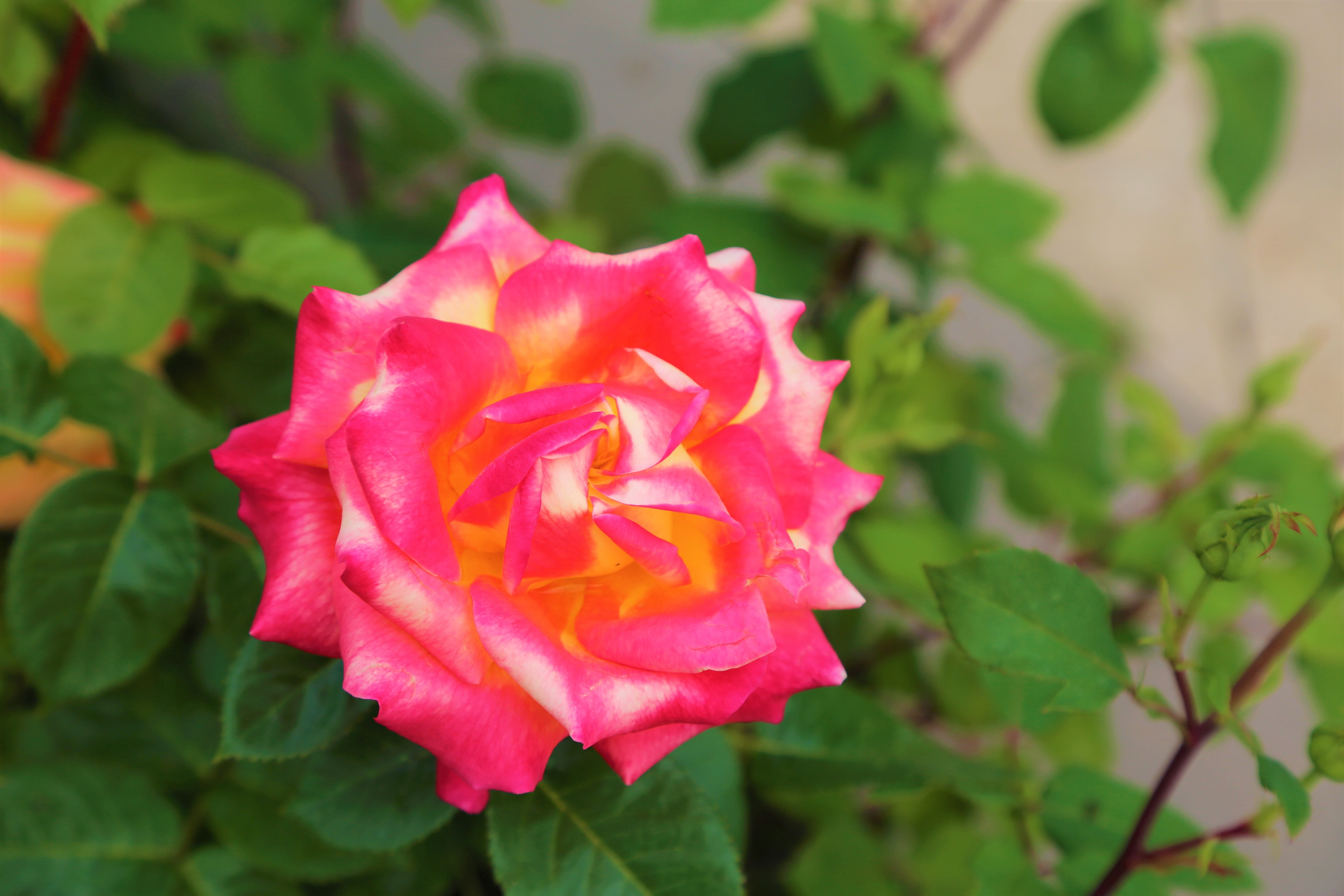 rose - flower, no people, flower, romance, 5K, open air, fragility, love, plant part, rosewood, leaf, flower head, petal, freshness, rose, the rose garden, HD Wallpaper