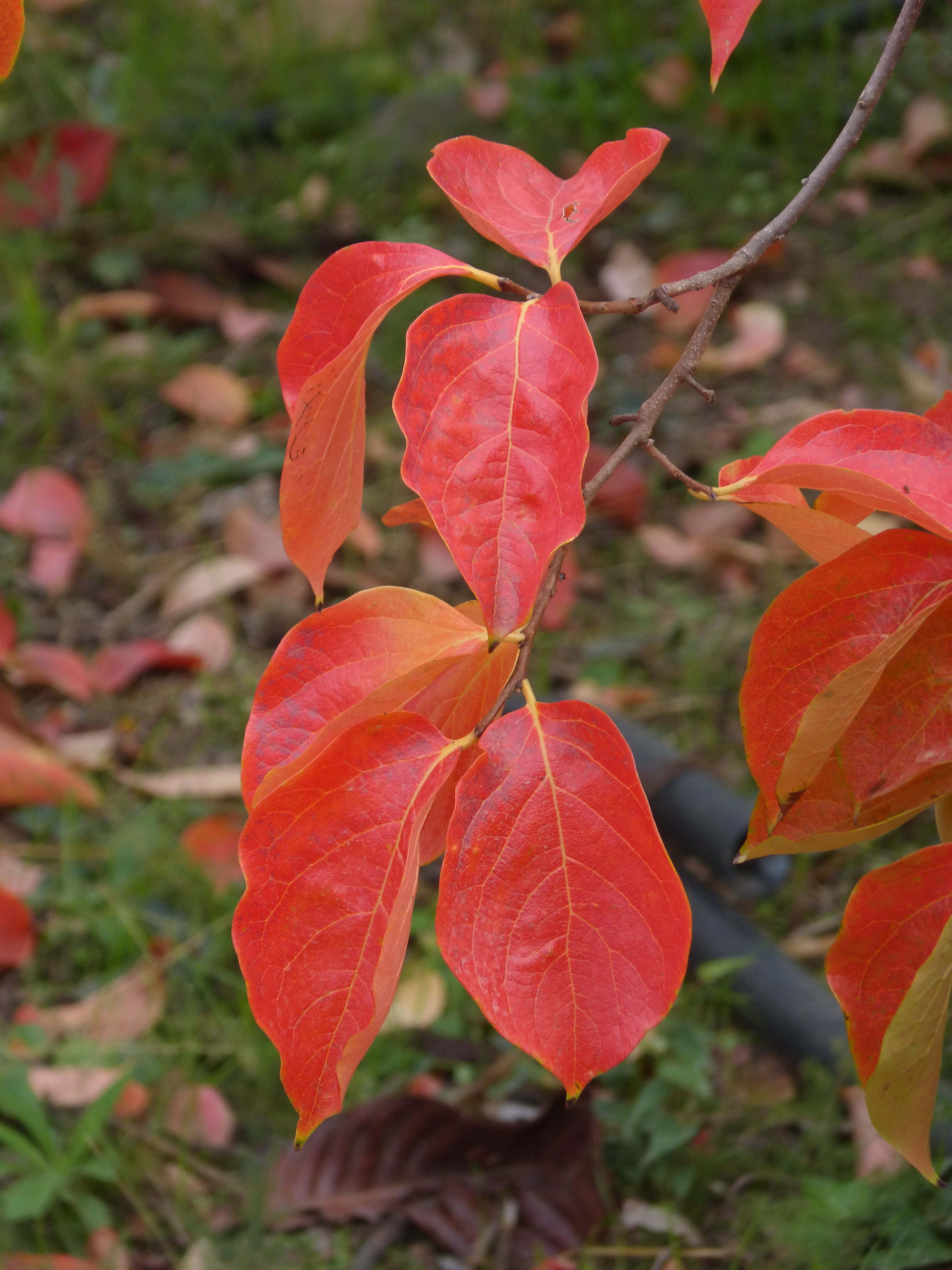 fragility, red leaves, petal, beauty in nature, season, close-up, nature, growth, focus on foreground, flowering plant, 4K, no people, plant, yellow, vulnerability, Phone HD Wallpaper