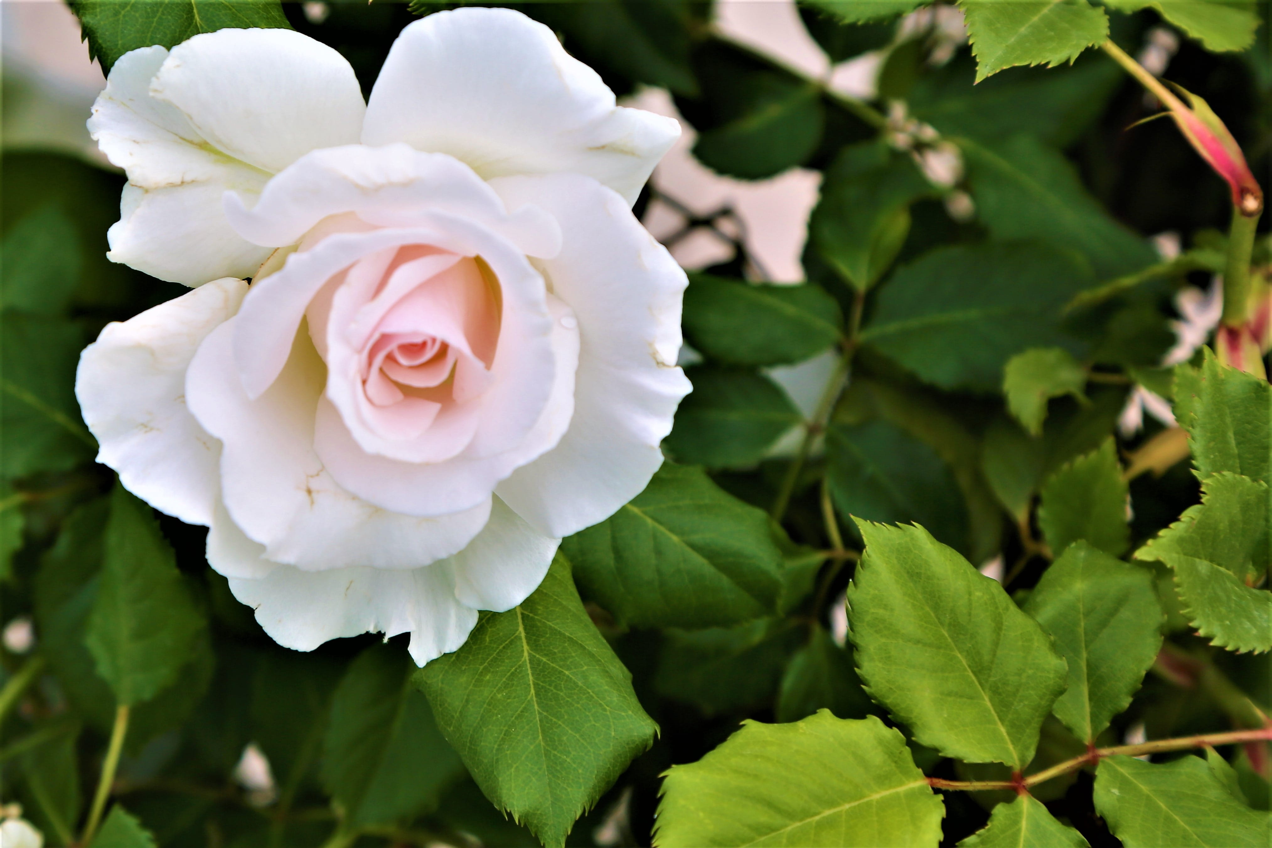 petal, nature, flower head, leaves, day, rose - flower, freshness, spring, romance, the leaves are, white rose, plant, close-up, white, focus on foreground, HD Wallpaper