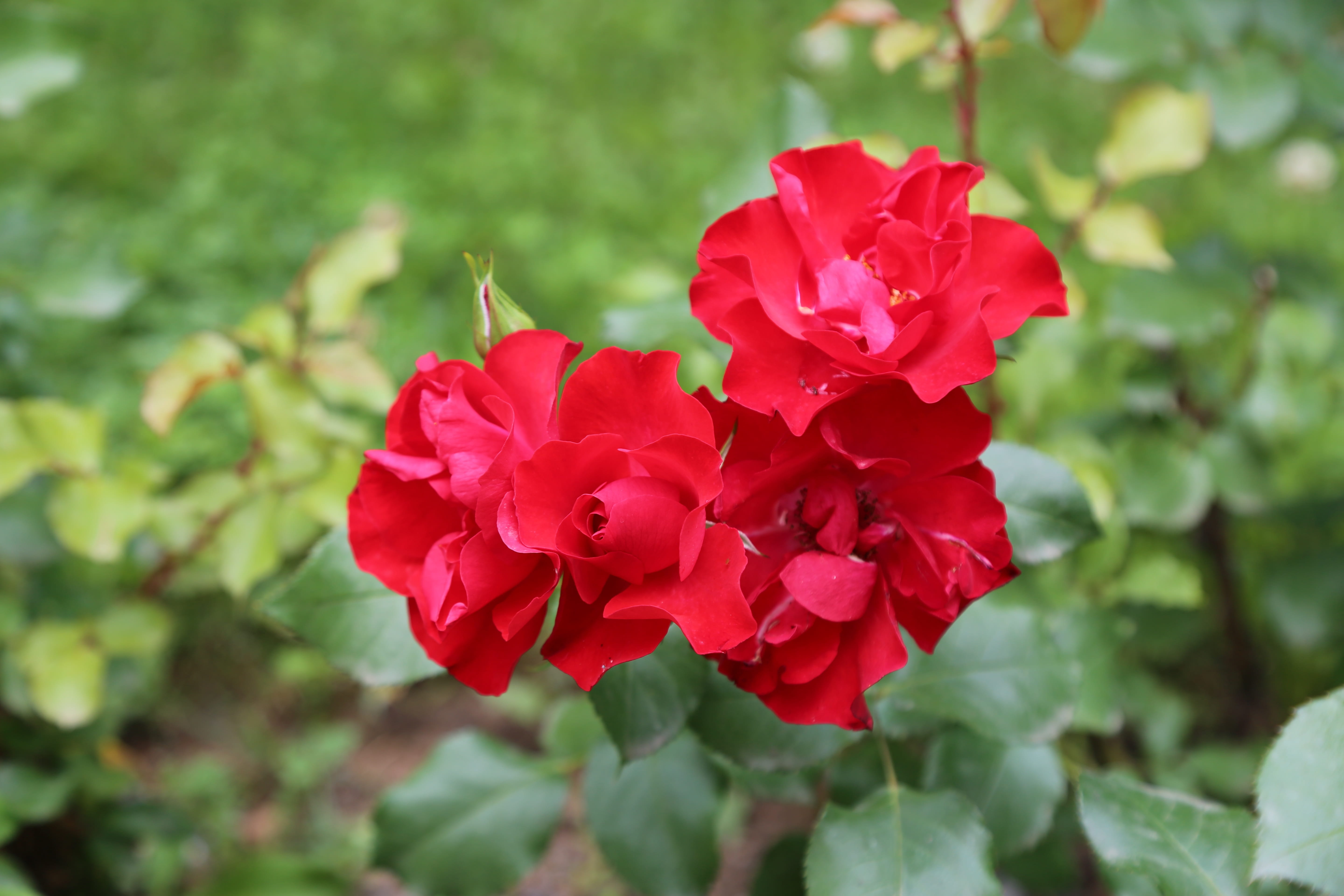 petal, no people, nature, freshness, flower head, flowering plant, focus on foreground, rose pictures, beauty in nature, red rose, inflorescence, flower, HD Wallpaper
