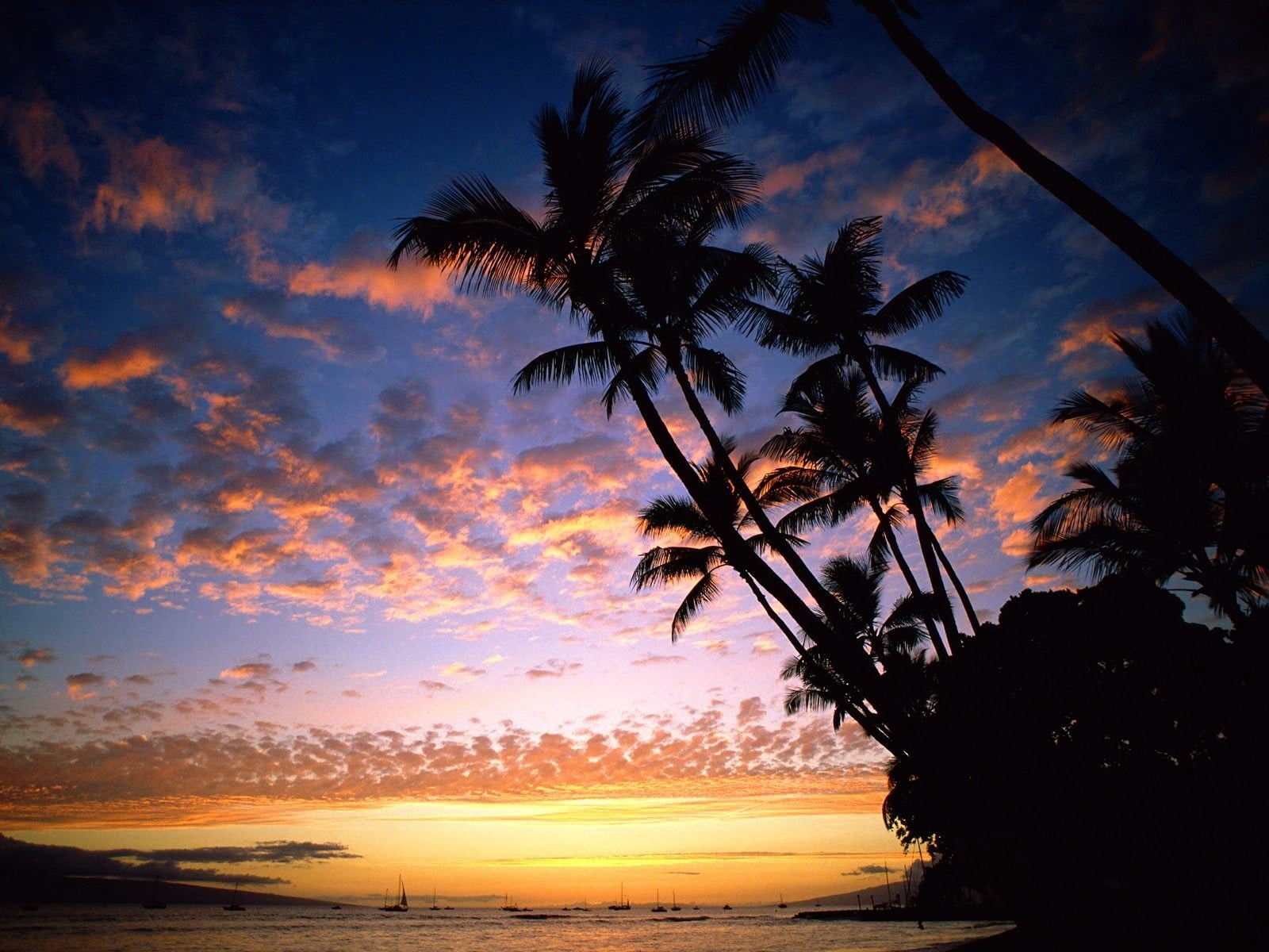 beach, land, water, palm trees, ships, multi Colored, vacations, 720P, dusk, sky, idyllic, tropical Climate, tranquil Scene, blue, island, sunset, cloud - Sky, HD Wallpaper