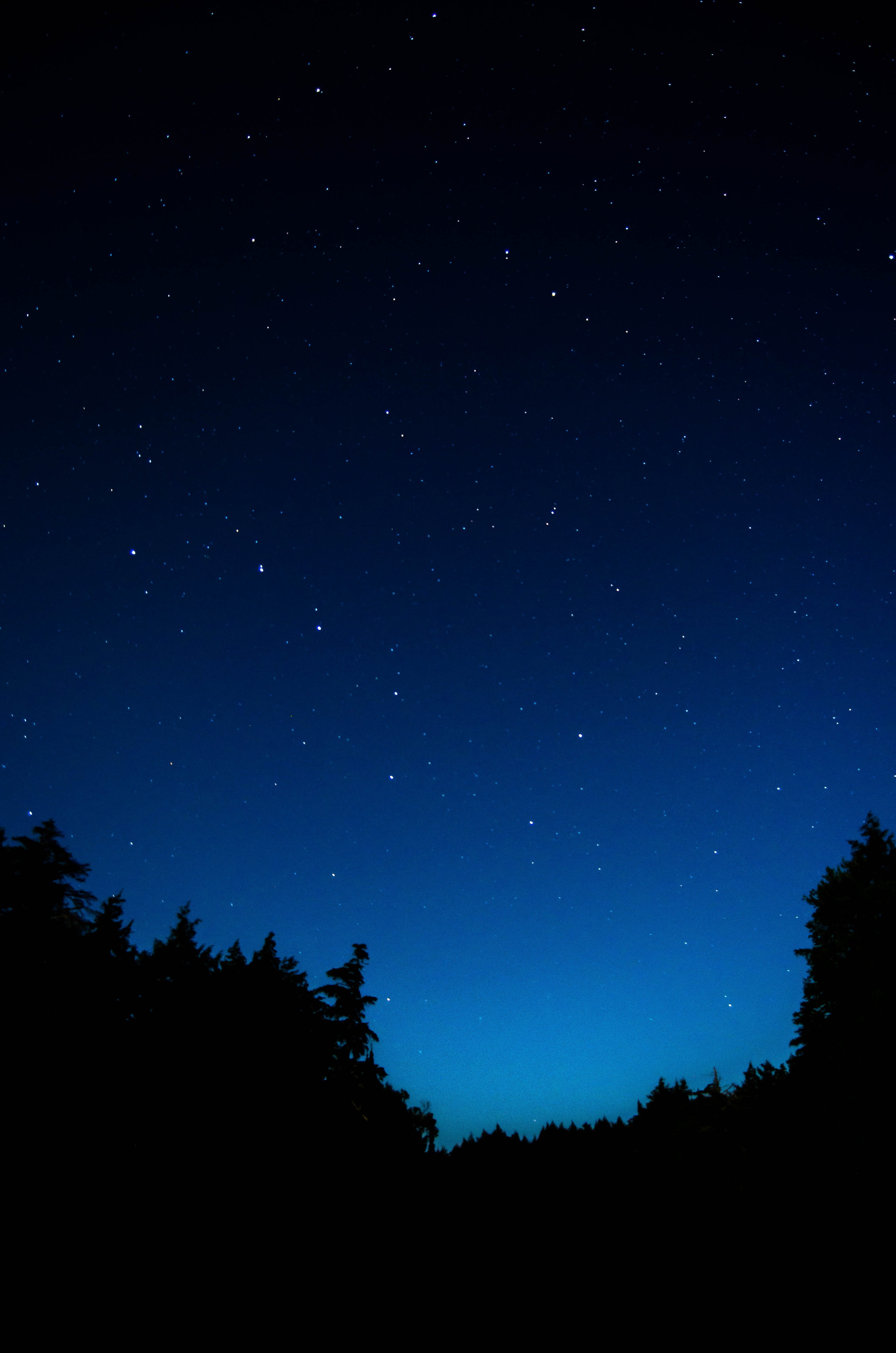 dark, starry sky, outlines, night, 4K, trees, Phone HD Wallpaper