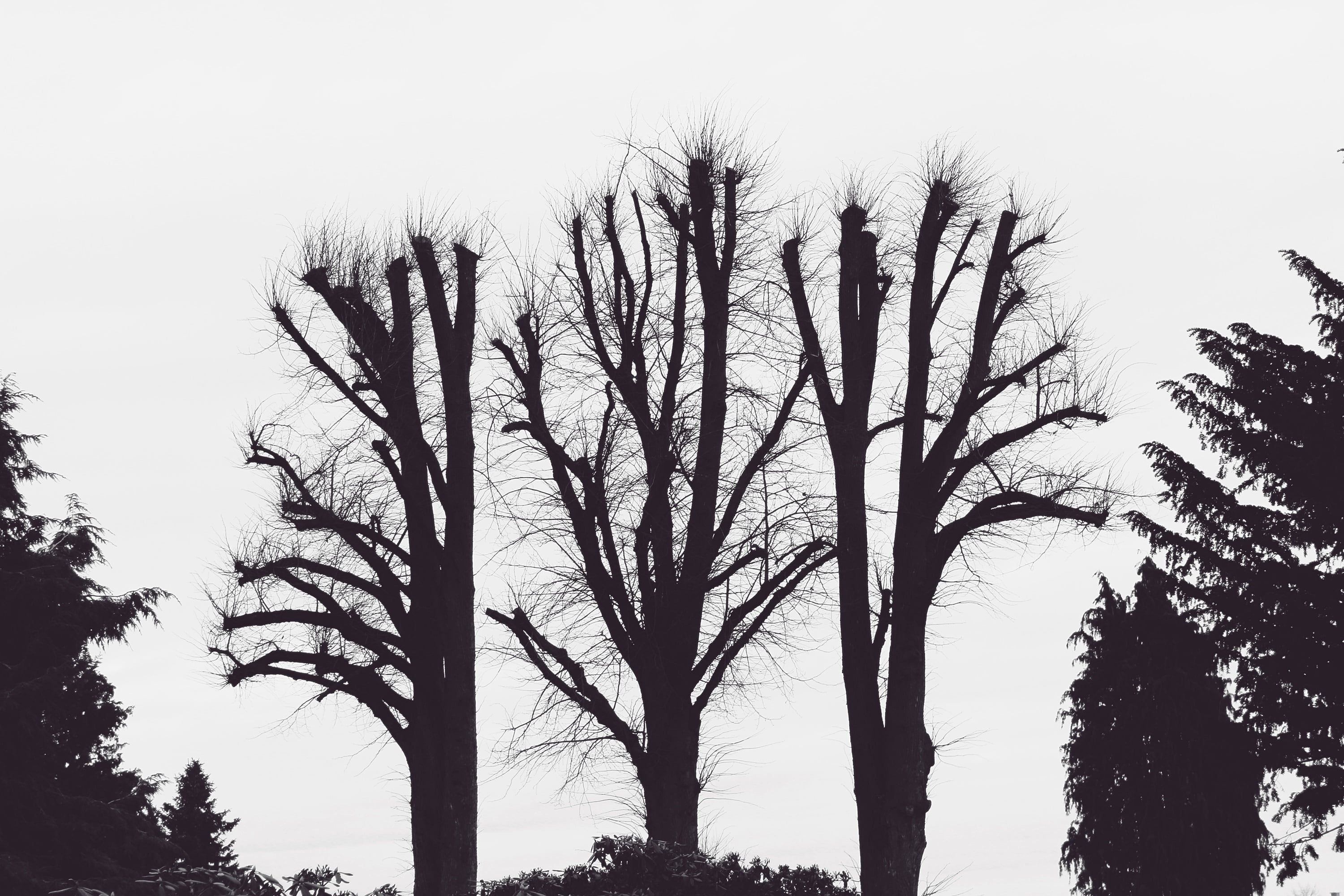 no people, tree, back Lit, drawing, tranquil scene, low angle view, outdoors, landscape, outline, tree Trunk, trees, day, growth, autumn, season, white, HD Wallpaper