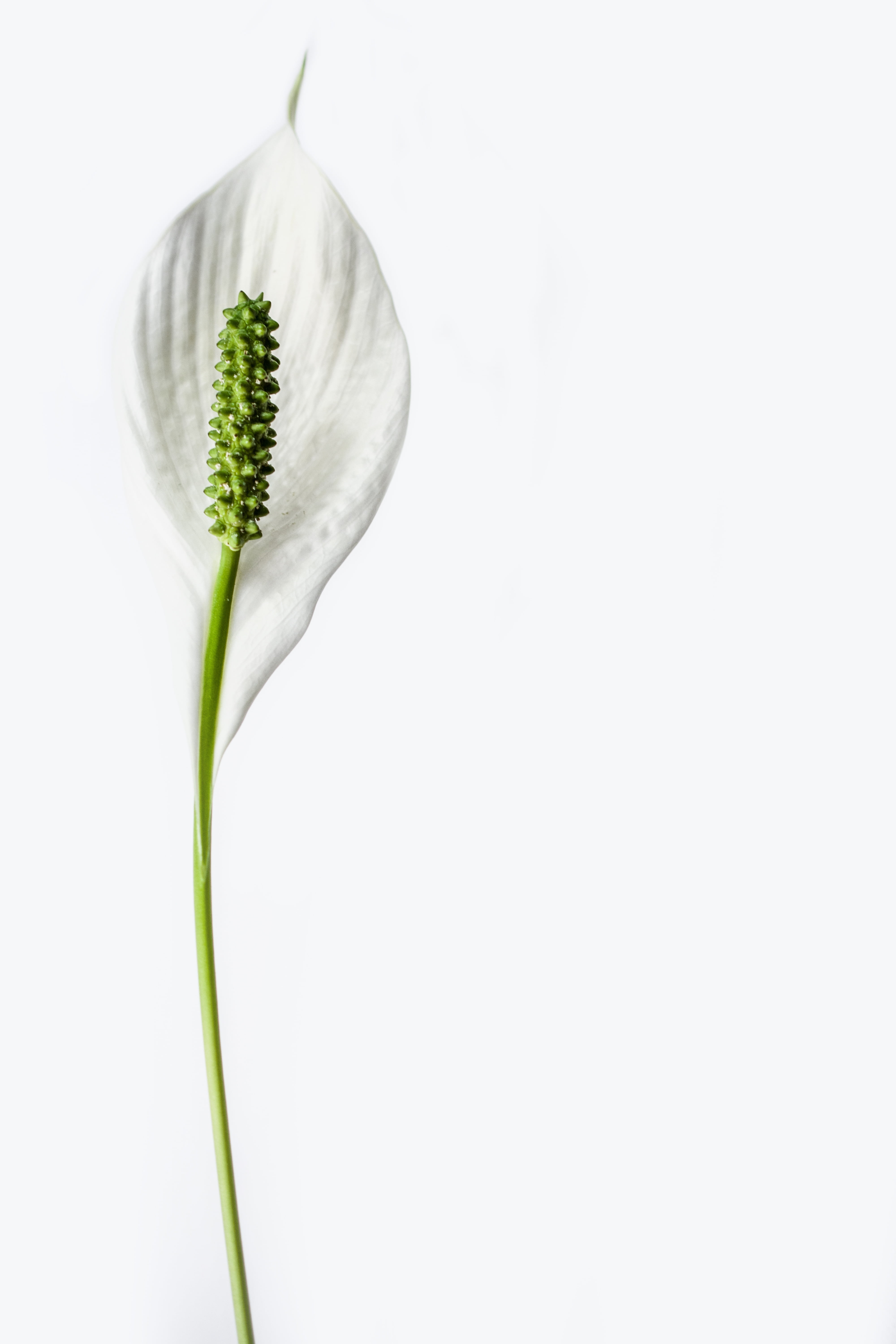 plant stem, food, harmony, design, flower, botany, wellbeing, flora, minimalistic, fragility, peace lily, elegant, healthy eating, freshness, lily, white background, Phone HD Wallpaper
