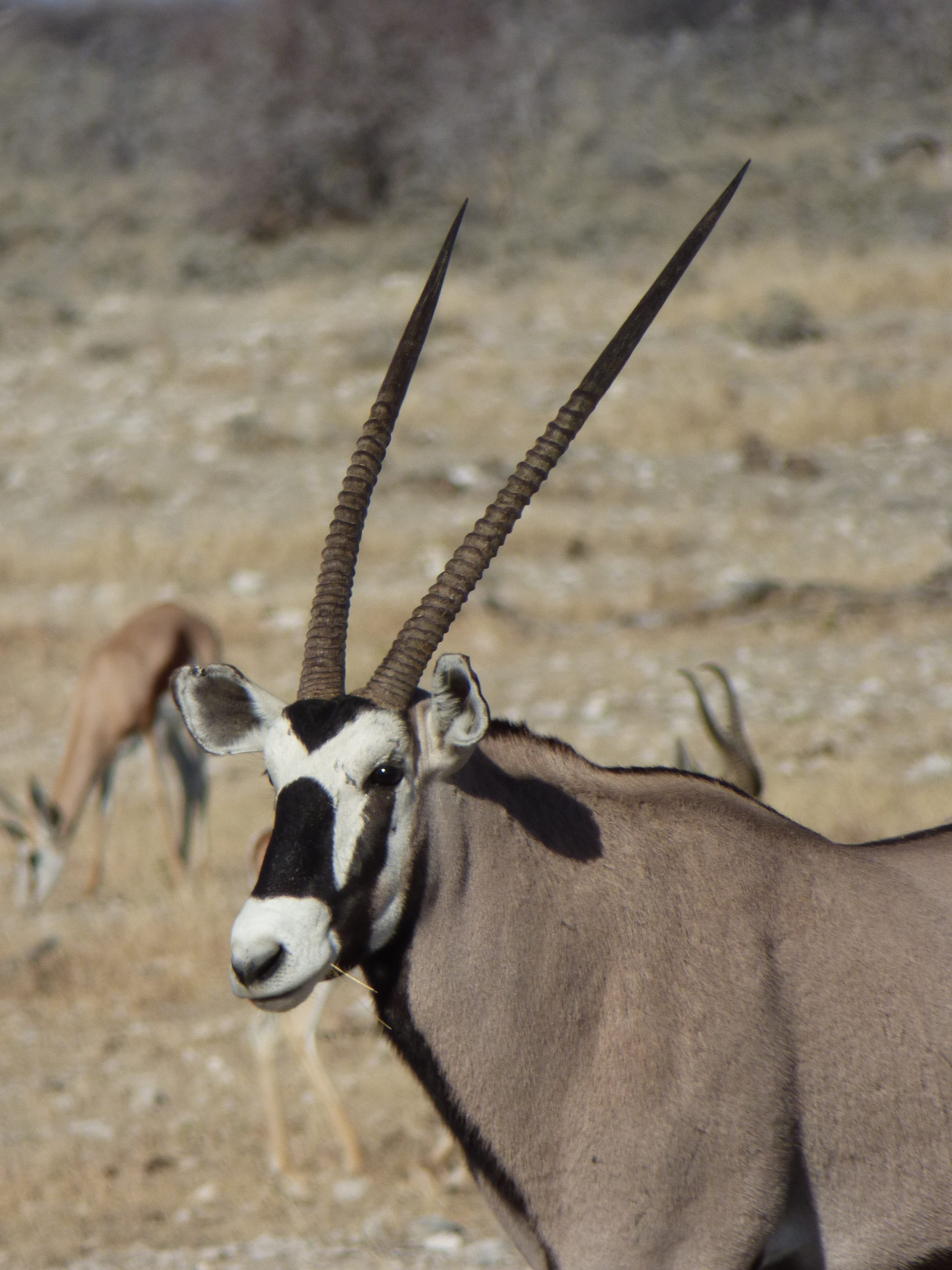 no people, arid climate, standing, close-up, namibia, one animal, animal body part, 2K, oryx, herbivorous, mammal, focus on foreground, animals in the wild, Phone HD Wallpaper