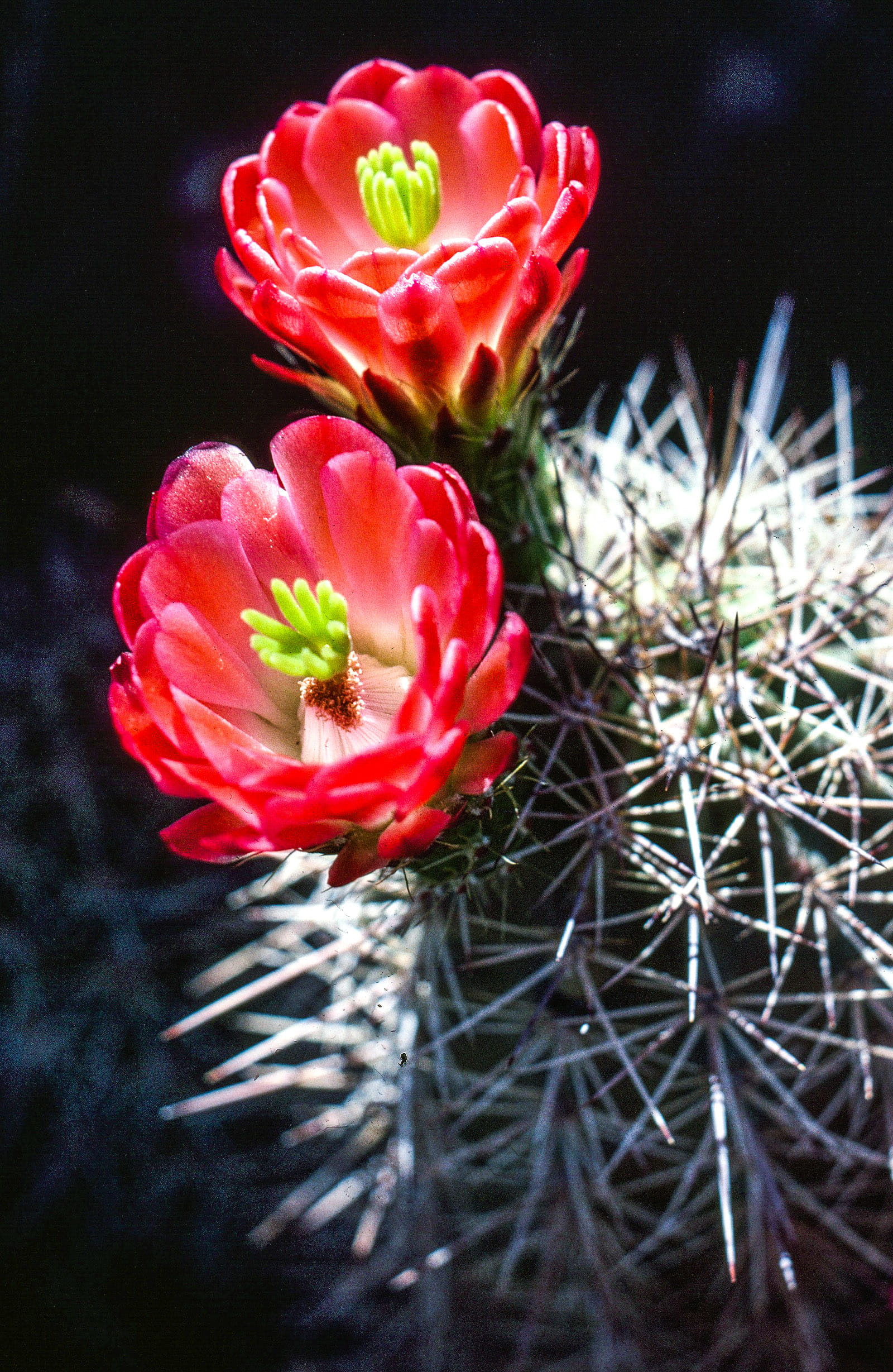 no people, botanical, blooms, petal, green, beautiful, flowers, blossom, closeup, cacti, day, plant, natural, garden, freshness, blooming, pollen, stem, Phone HD Wallpaper