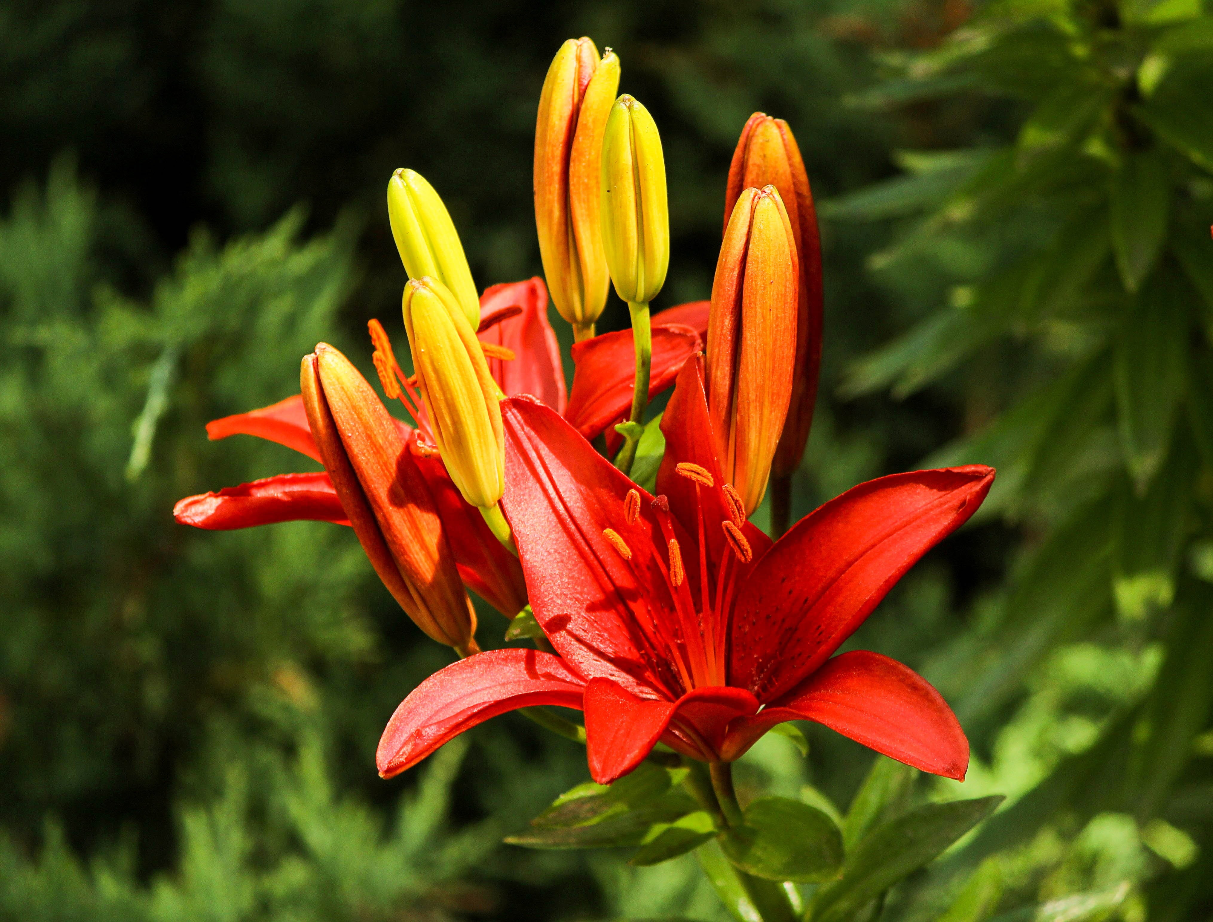 exotic, selective, nature, season, no people, day, ecology, growth, beauty in nature, outdoors, scent, serenity, flower, harmony, lily, pollen, tranquility, HD Wallpaper