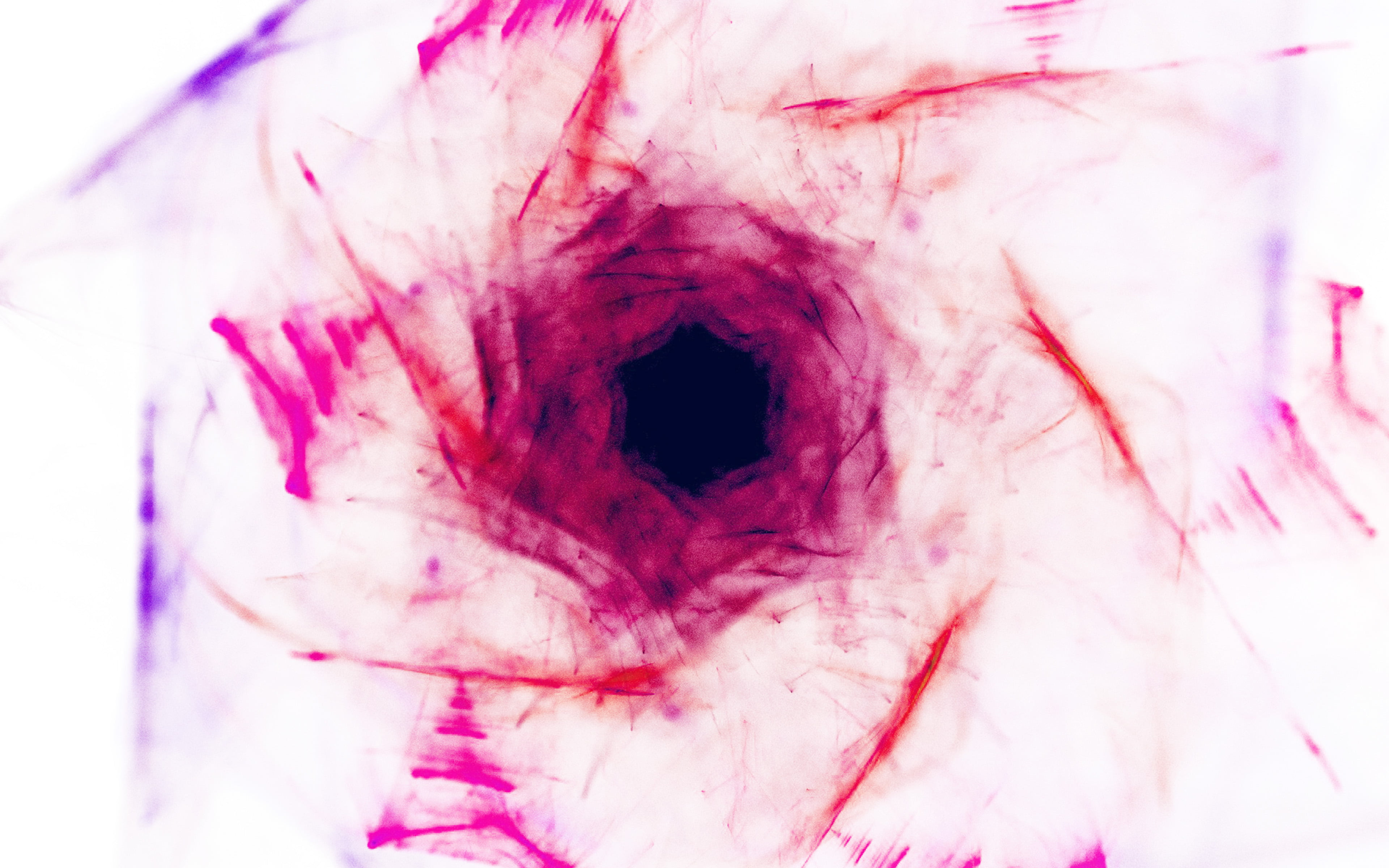 blood, violence, hex, indoors, one person, paint, flower, 4K, pink color, flowing, ink, smudged, multi colored, abstract, art, healthcare and medicine, HD Wallpaper