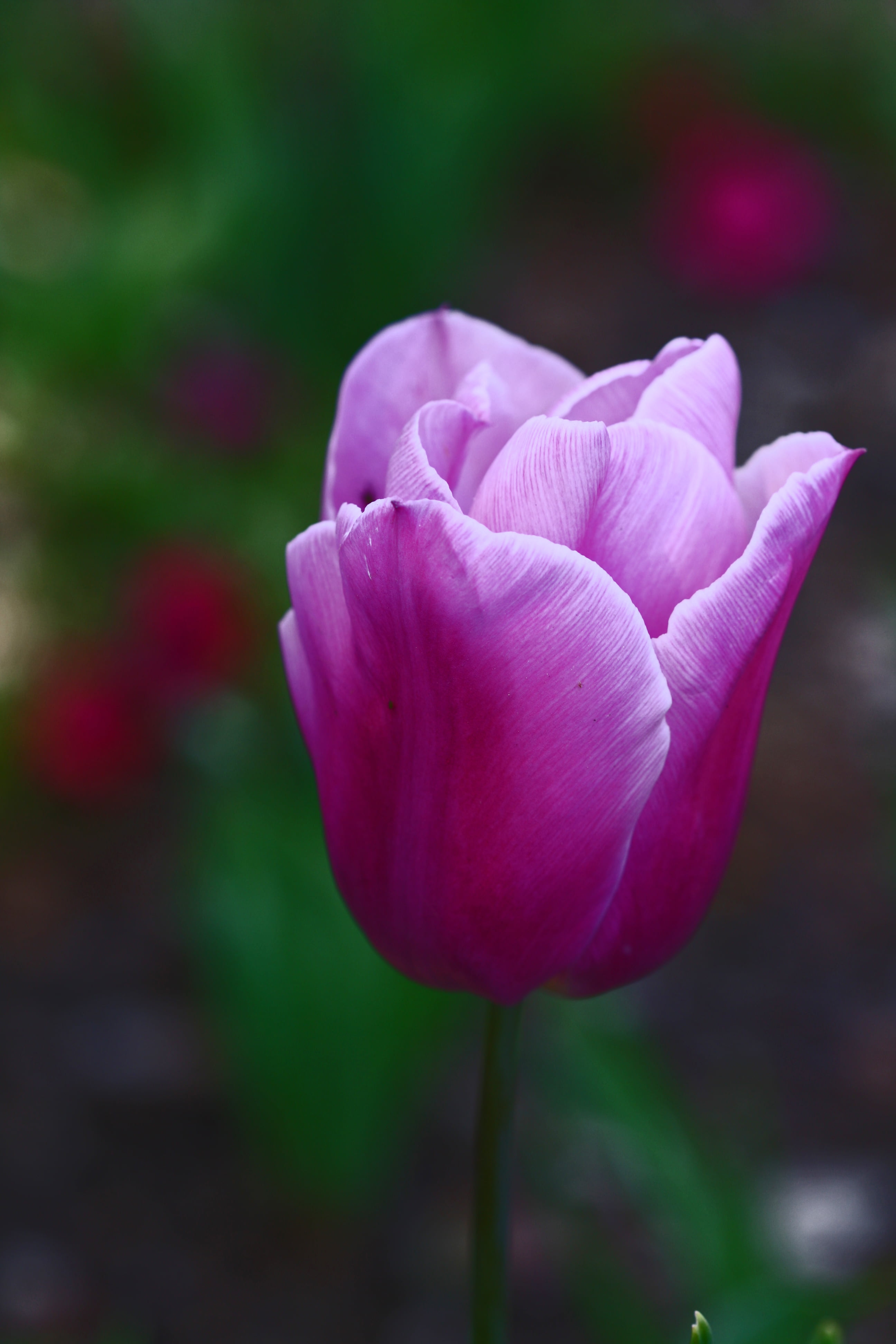 single, 4K, flower  flower, tulips, one, art, kings, flower, favorite, beauty, pink Color, good, bokeh, perfected, Purple, Tulip, flower Head, rose, nature, Phone HD Wallpaper