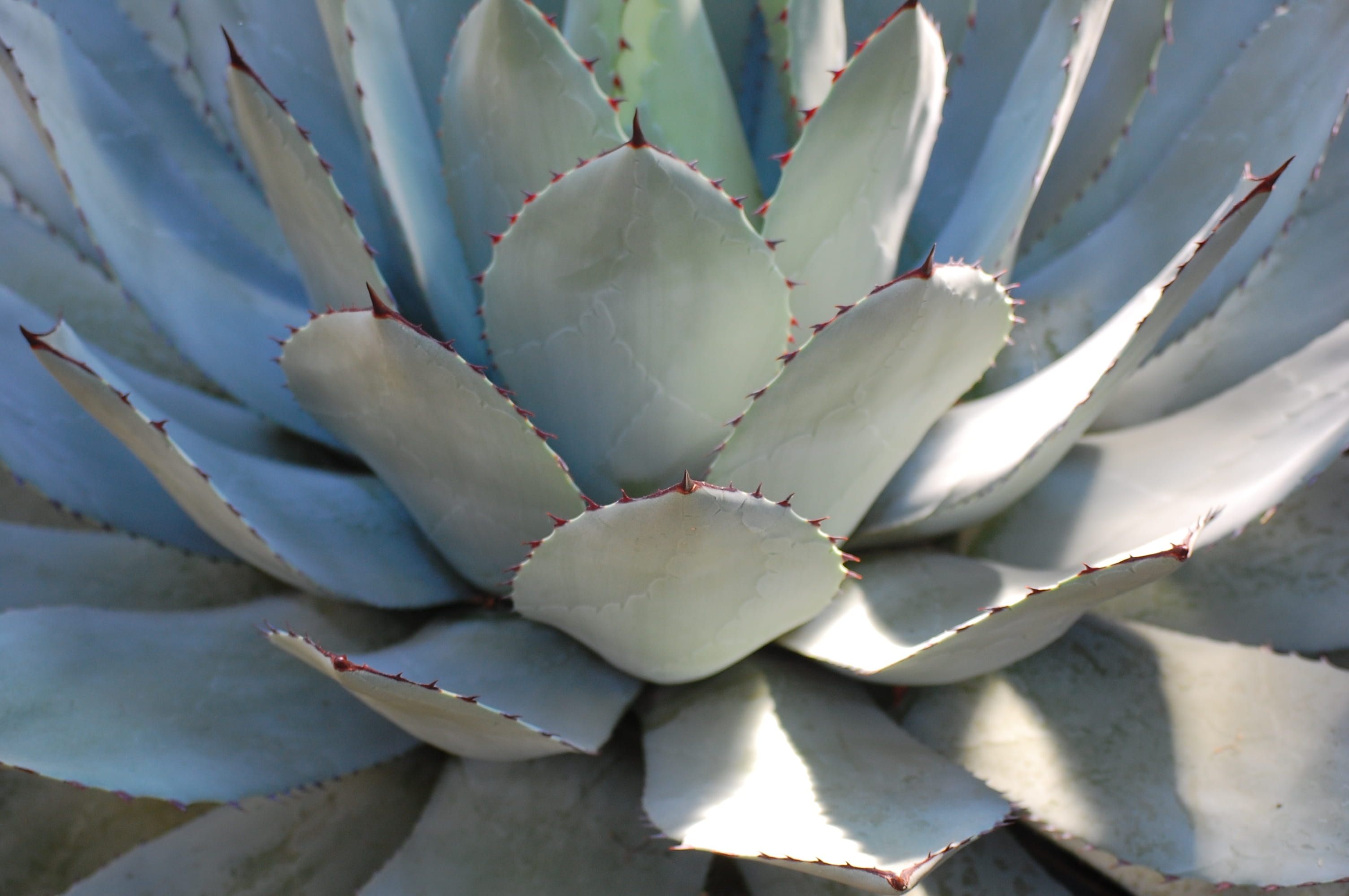 close-up, growth, botany, nature, no people, outdoors, full frame, agave, leaves, exotic, green color, spiked, succulent plant, sunlight, green, cactus greenhouse, HD Wallpaper