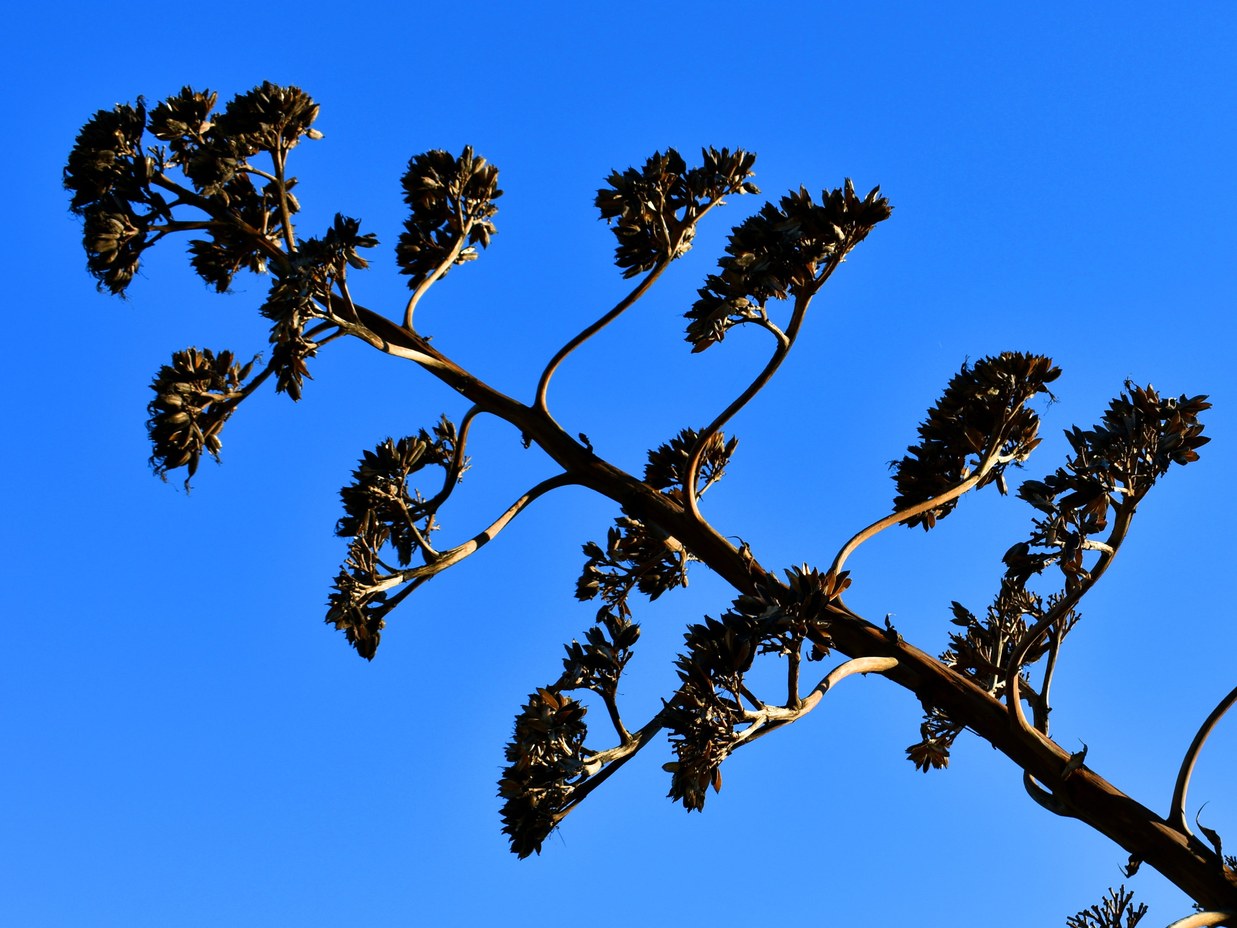 clear sky, outdoors, sky, botany, agave americana, cacti, blossom, tree, tranquil scene, 4K, sunlight, trunk, tree trunk, tropical climate, thorn, prickly, HD Wallpaper