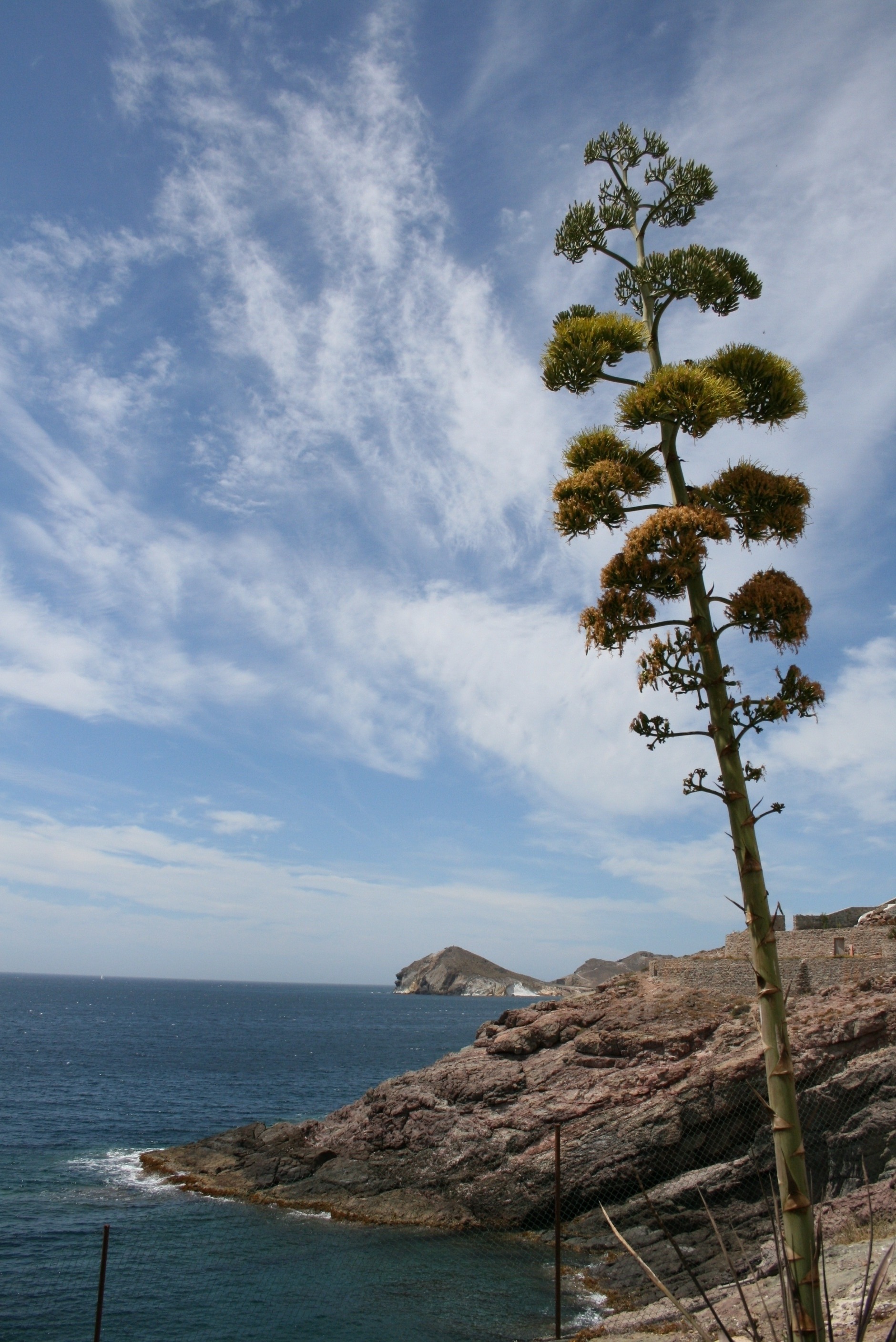agave, níjar, flowering, cloud - sky, cabo de gata, san jose, plant, almeria, tree, henequen, nature, beach, palm tree, tranquility, sky, tourism, land, Phone HD Wallpaper