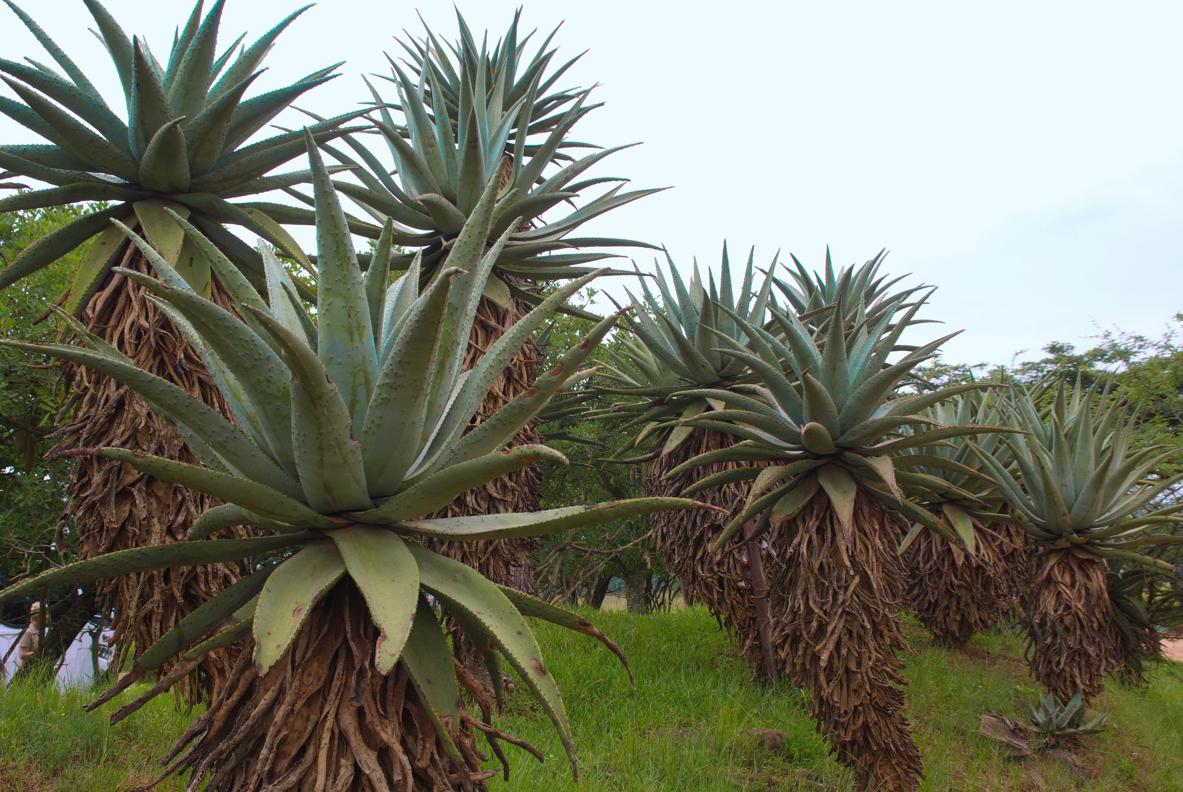 growth, fruit, leaf, field, day, palm tree, plant part, tranquility, plant, tree, nature, outdoors, 4K, green color, desert, tropical Climate, agriculture, HD Wallpaper