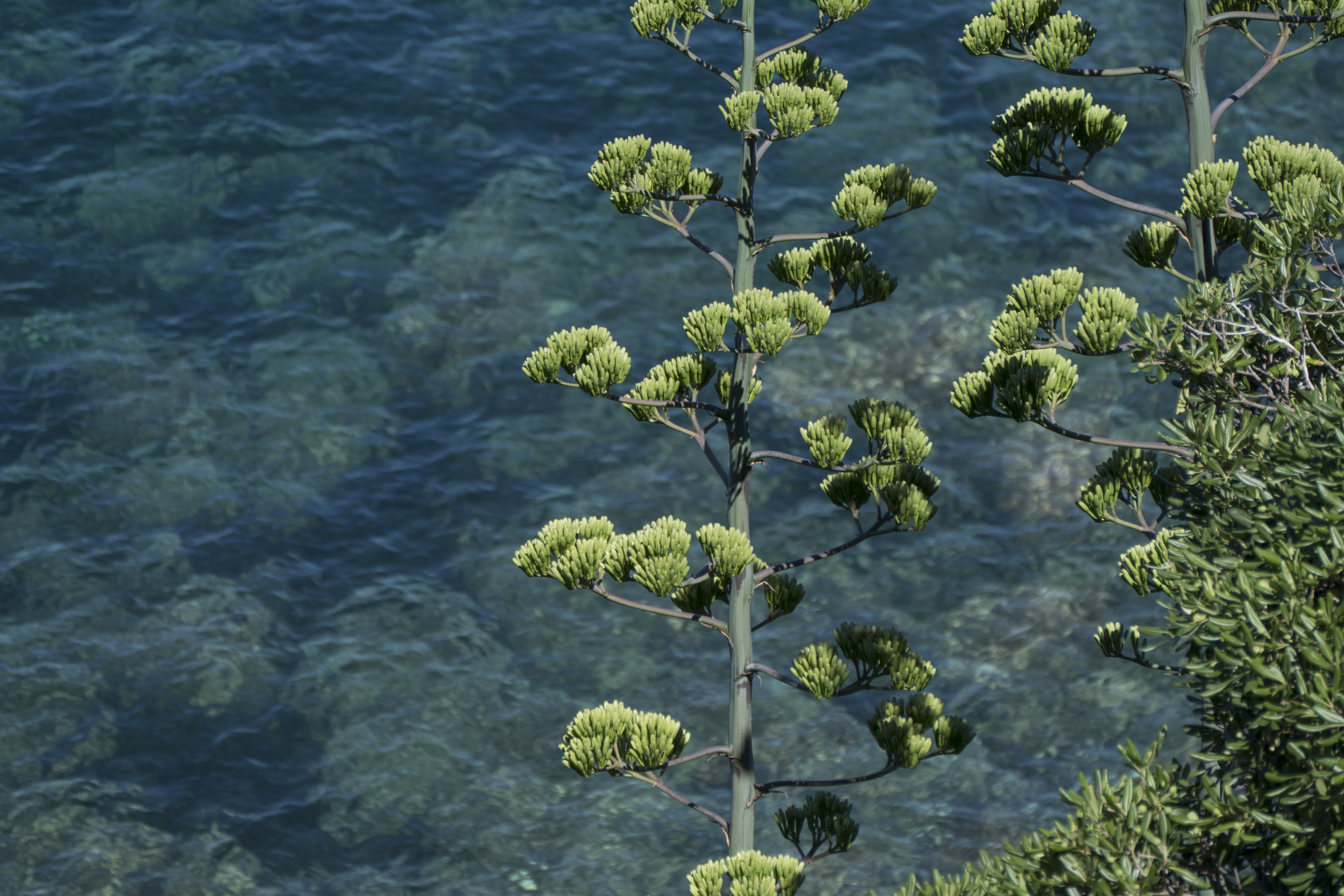 plant, growth, full frame, elba, land, nature, italy, freshness, leaf, beauty in nature, water, outdoors, agave, 5K, tree, close-up, green color, portoferraio, HD Wallpaper