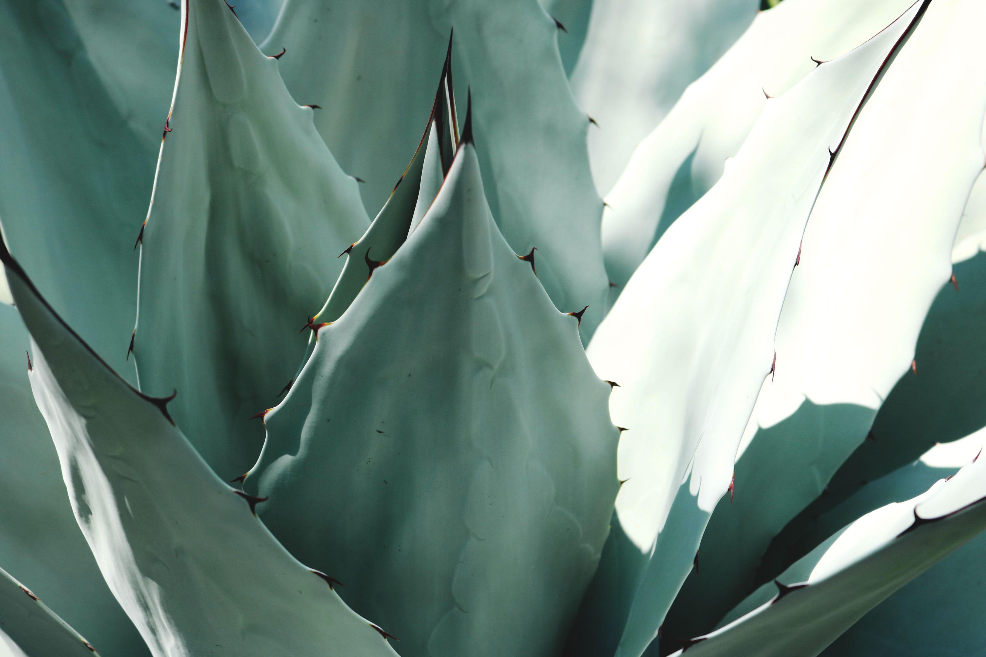 plant part, nature, tranquility, focus on foreground, agave, succulent plant, day, white color, spiked, spines, macro, 2K, growth, close-up, green, photography, HD Wallpaper